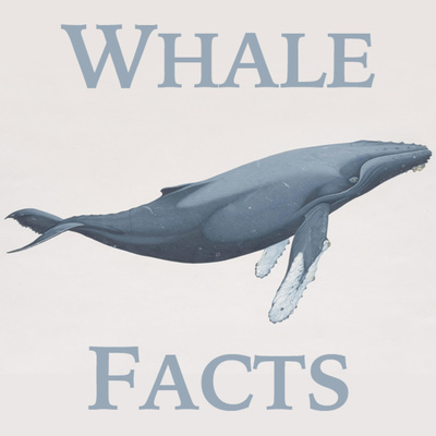 Top 10 Facts About Whales