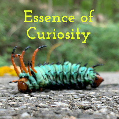 Essence of Curiosity
