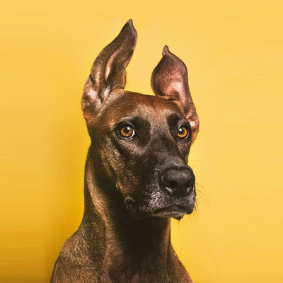 #22 OS MAIORES ERROS DE INICIANTES NA FOTOGRAFIA PET - Luca with a Dog