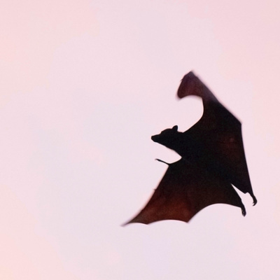 El Podcast del Señor Vampiro
