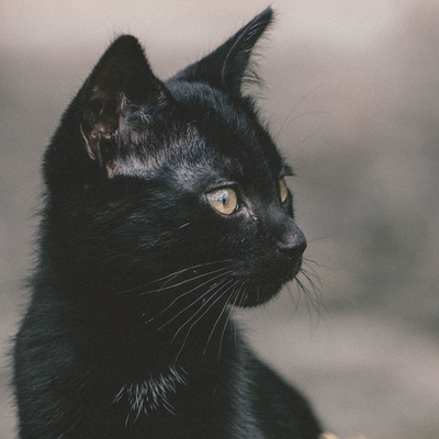 Currently playing episode