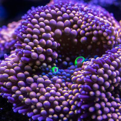 DINO-MITE FACTS ABOUT DINOSAURS