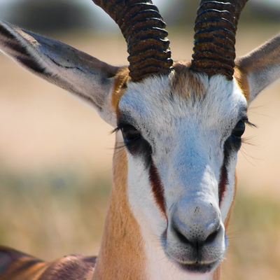 Gedigte in bloed geskryf