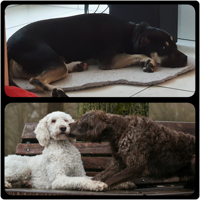 Hundehalter auf der Couch ODER Hunde(ver)halten verstehen