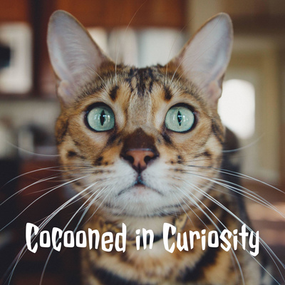 Cocooned in Curiosity
