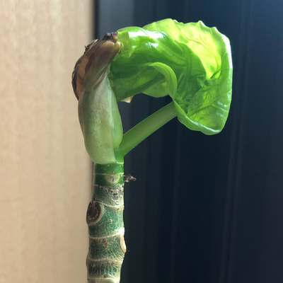 0.3 Hanako Hayakawaさん 01.08.21