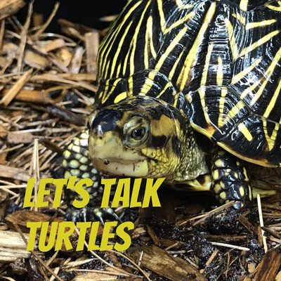 Let\'s Talk Turtles