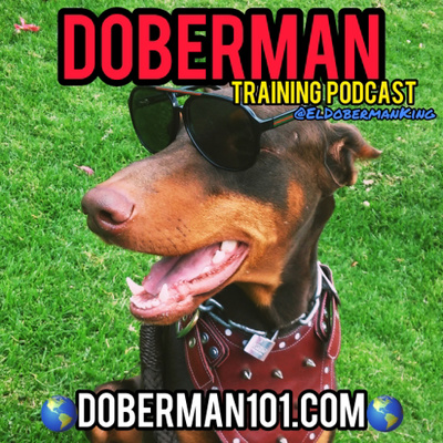 doberman potty training