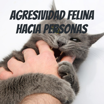 Agresividad felina hacia personas: agresividad por miedo