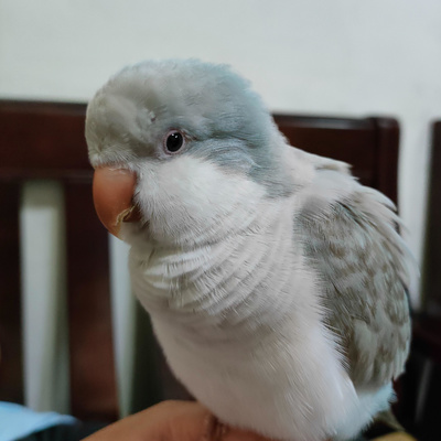 認識和尚鸚鵡和虎皮鸚鵡