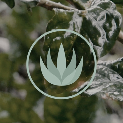 Cozy Rainy Night Cozy Rainy Night