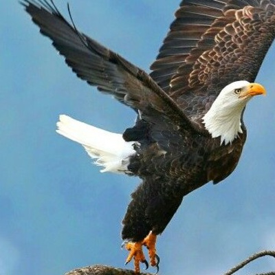 Reflexiones Con El Aguila