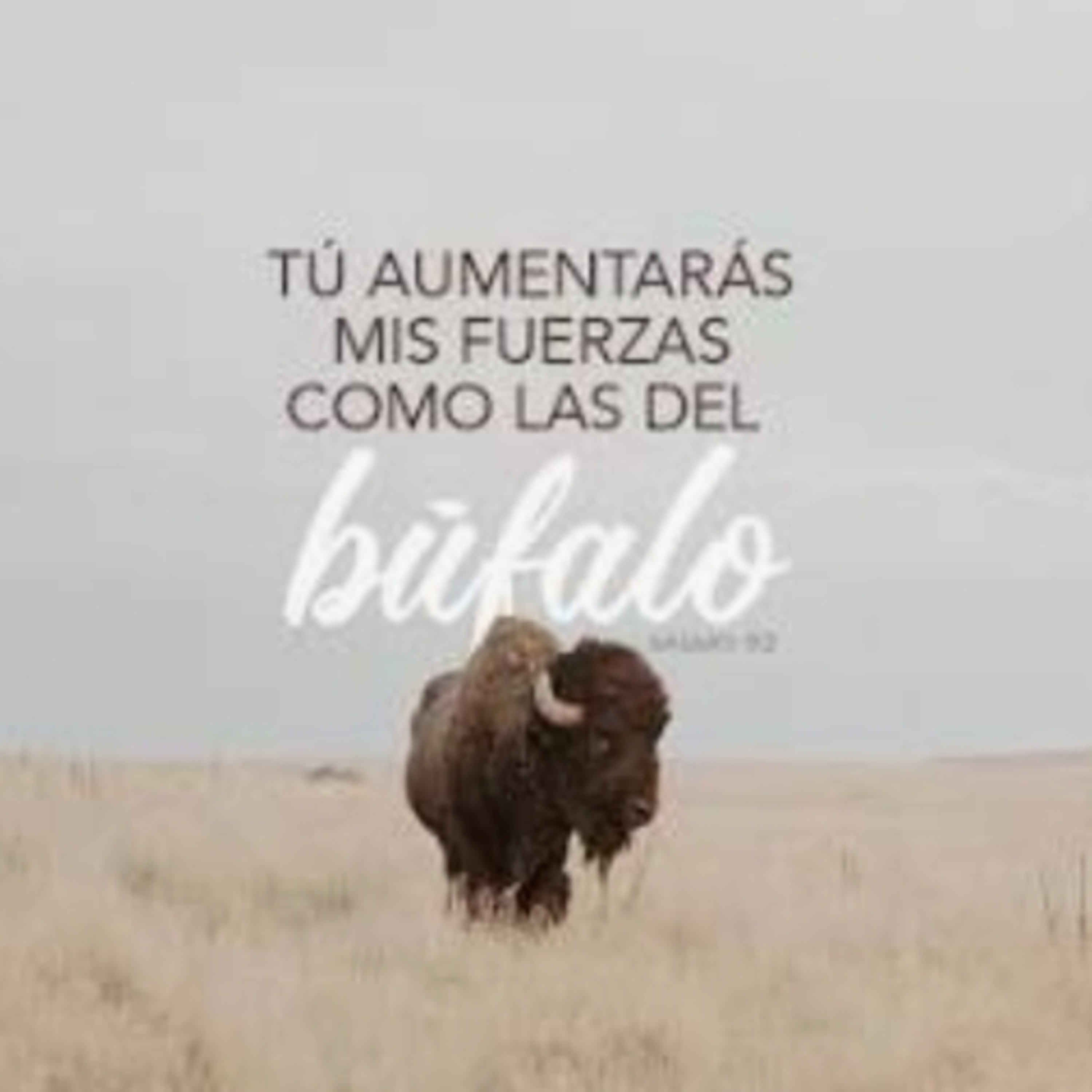 COMO BUFALO episode artwork