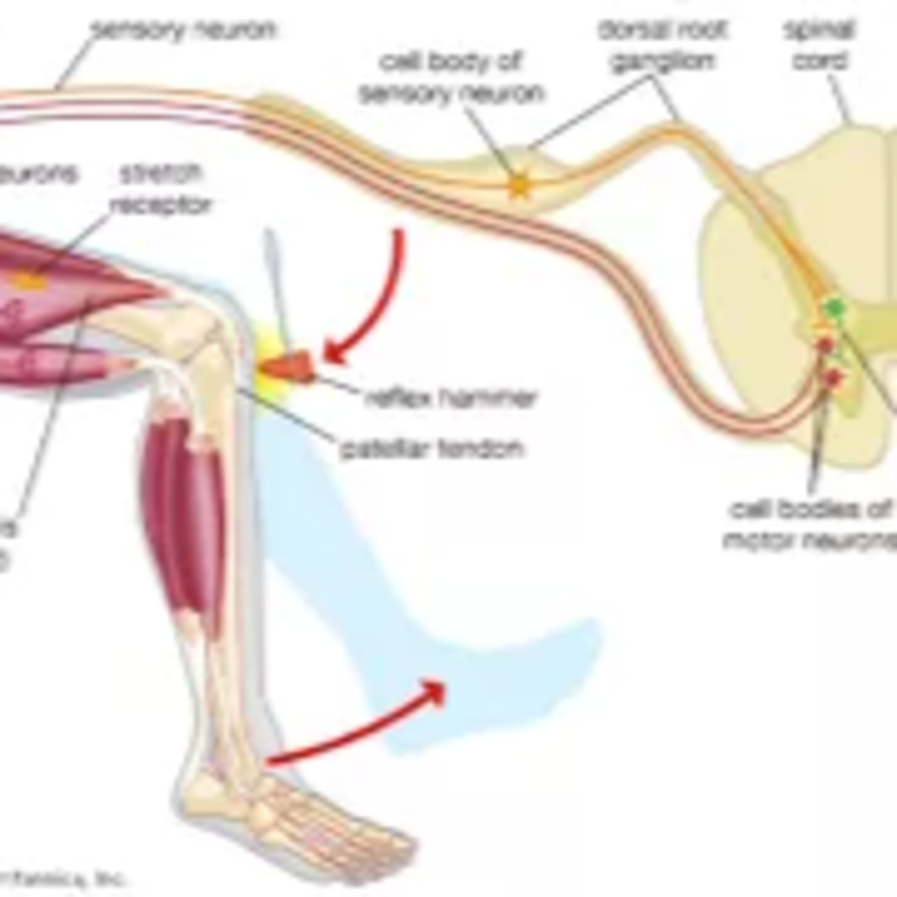 REPLAY: Clinical Insight: Lumbar Manipulation as a Rehab Technique