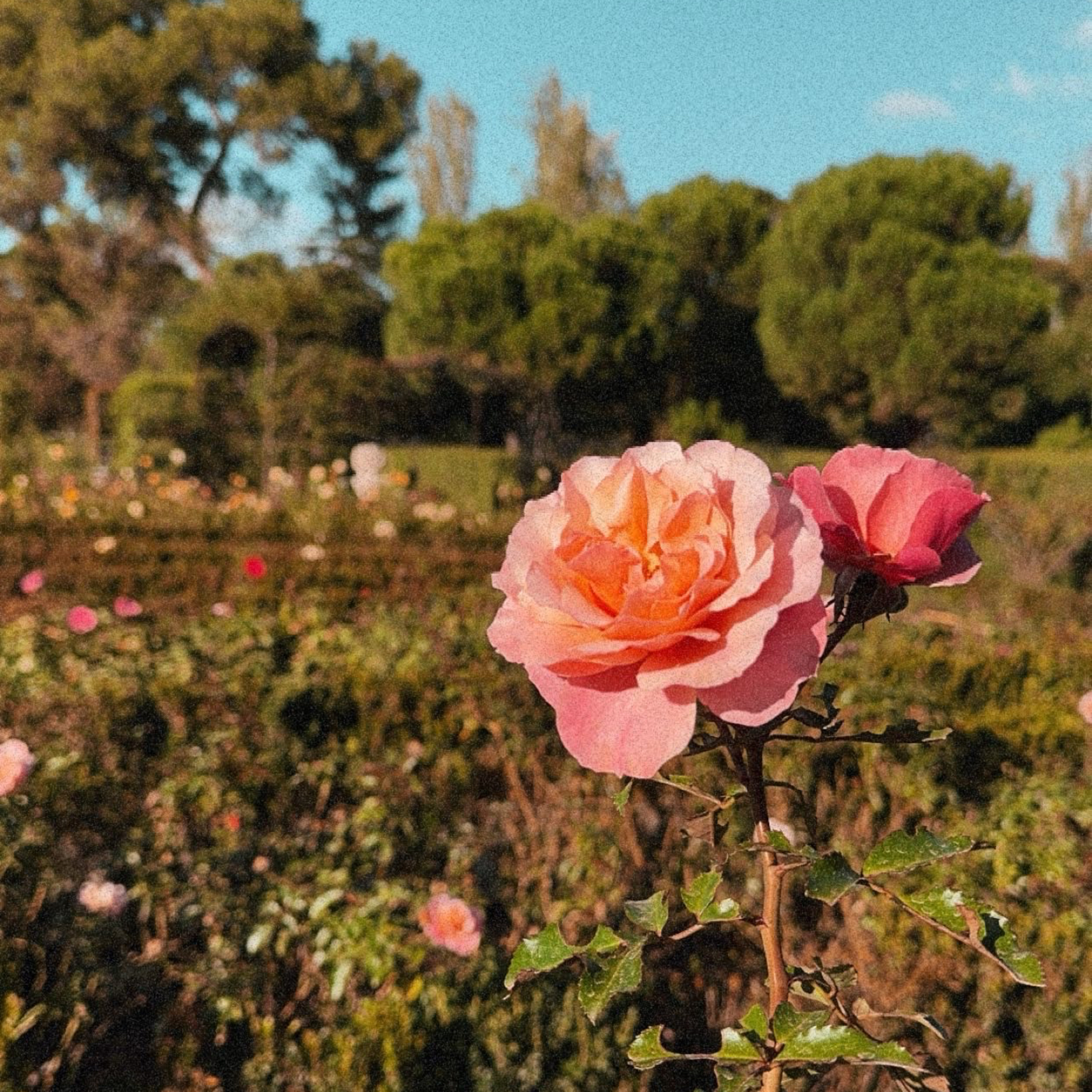 retiro park thoughts  episode artwork