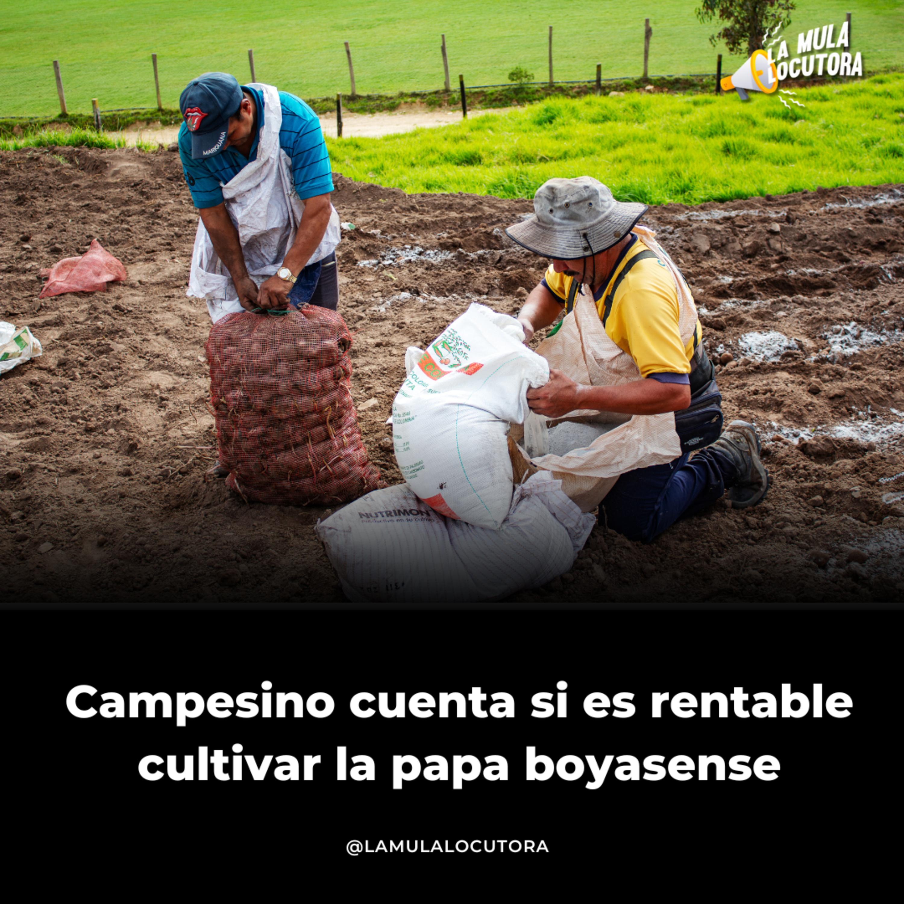 La Mula Locutora