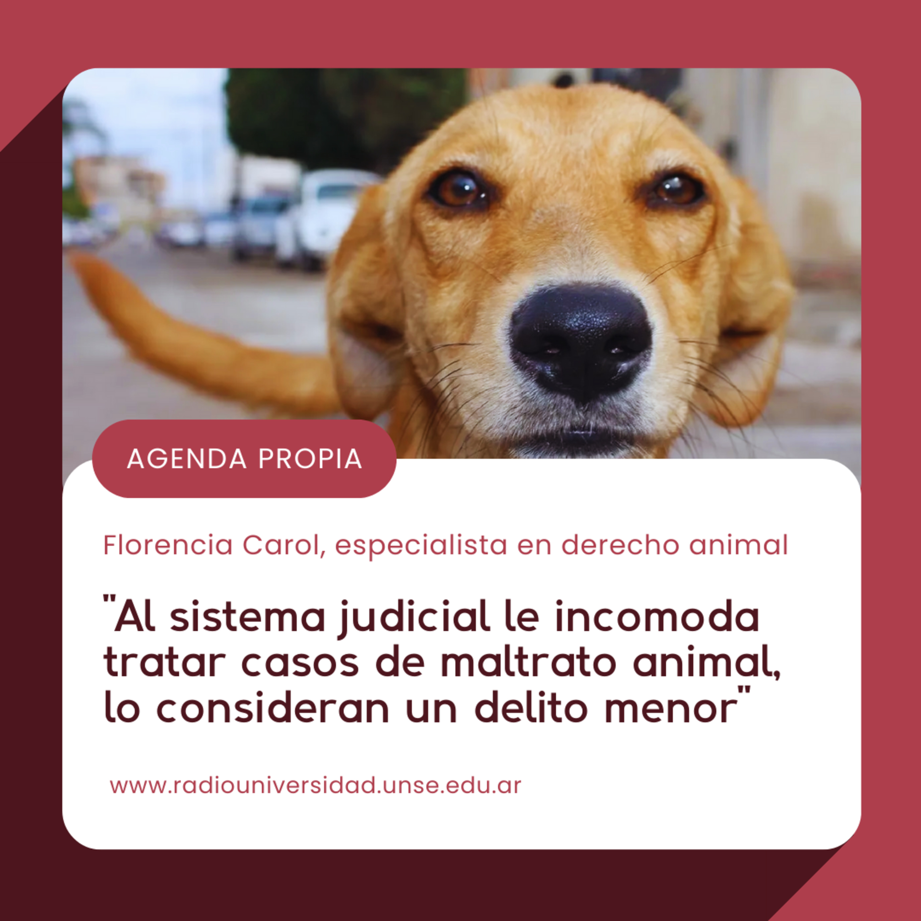 "Al sistema judicial le incomoda tratar casos de maltrato animal, lo consideran un delito menor" episode artwork