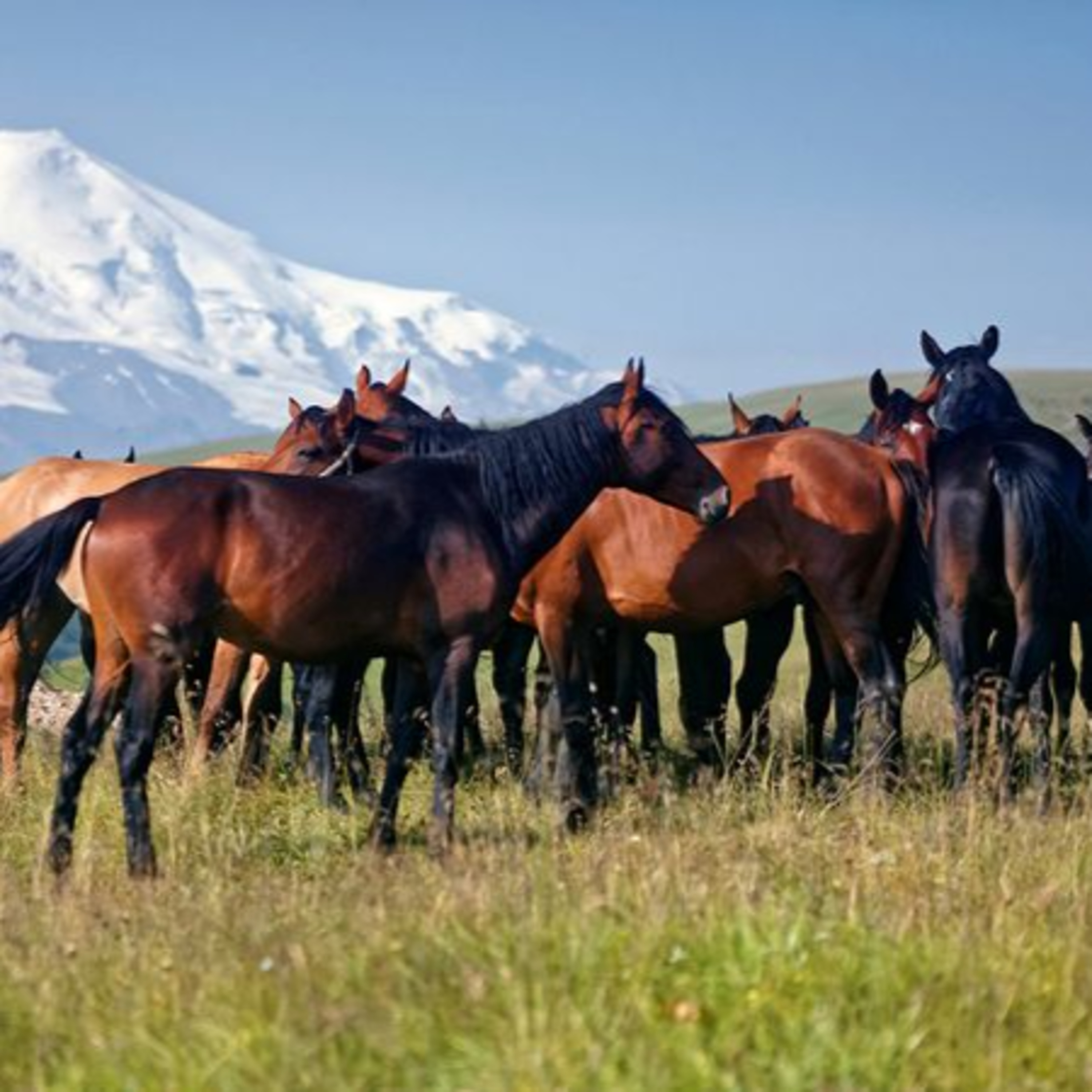 I Live In 3500 B.C.! Can I Become The First Human To Ride A Horse? episode artwork