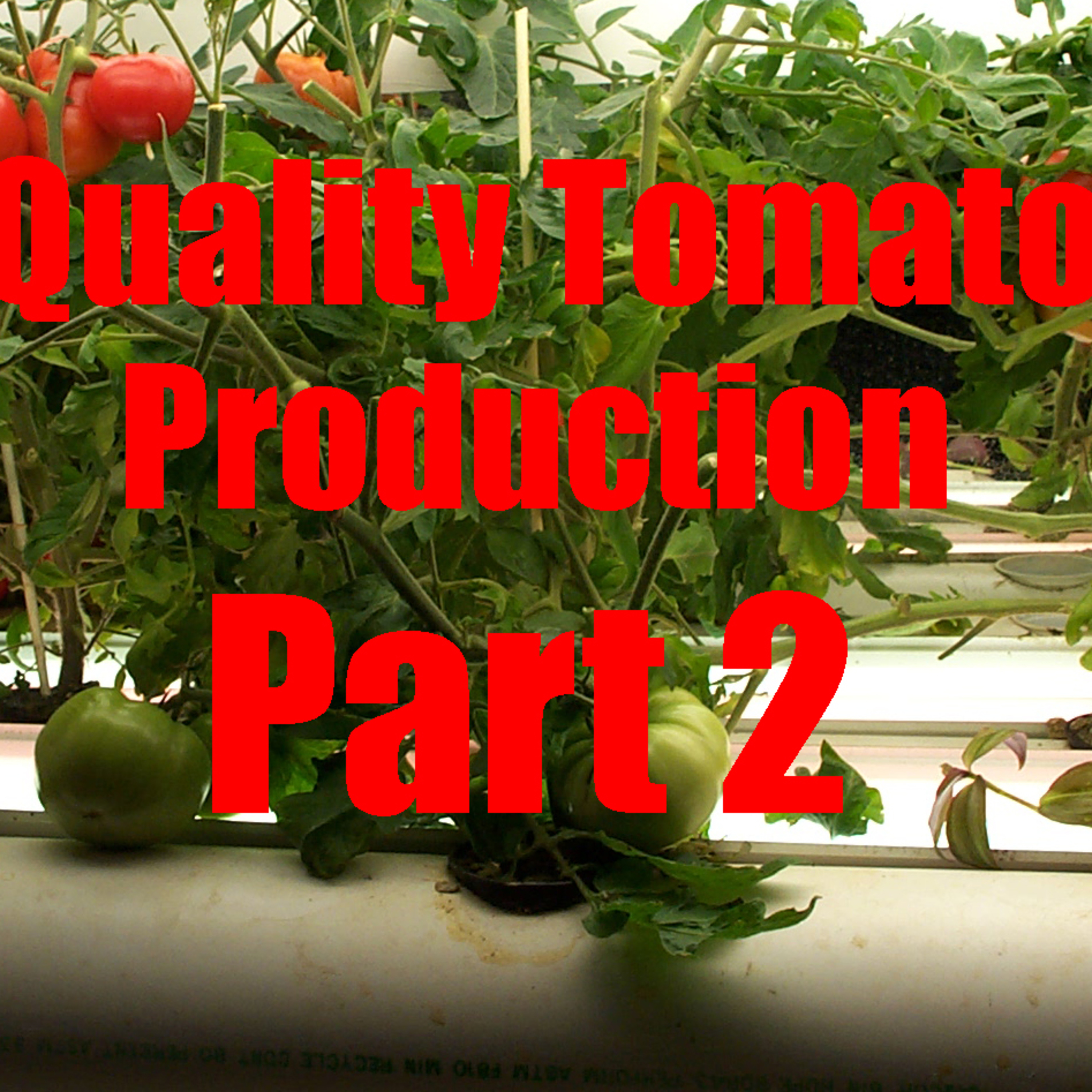 2024 Quality Tomato Production Series Introduction Part 2 #regenerativeagriculture #nutrientdense