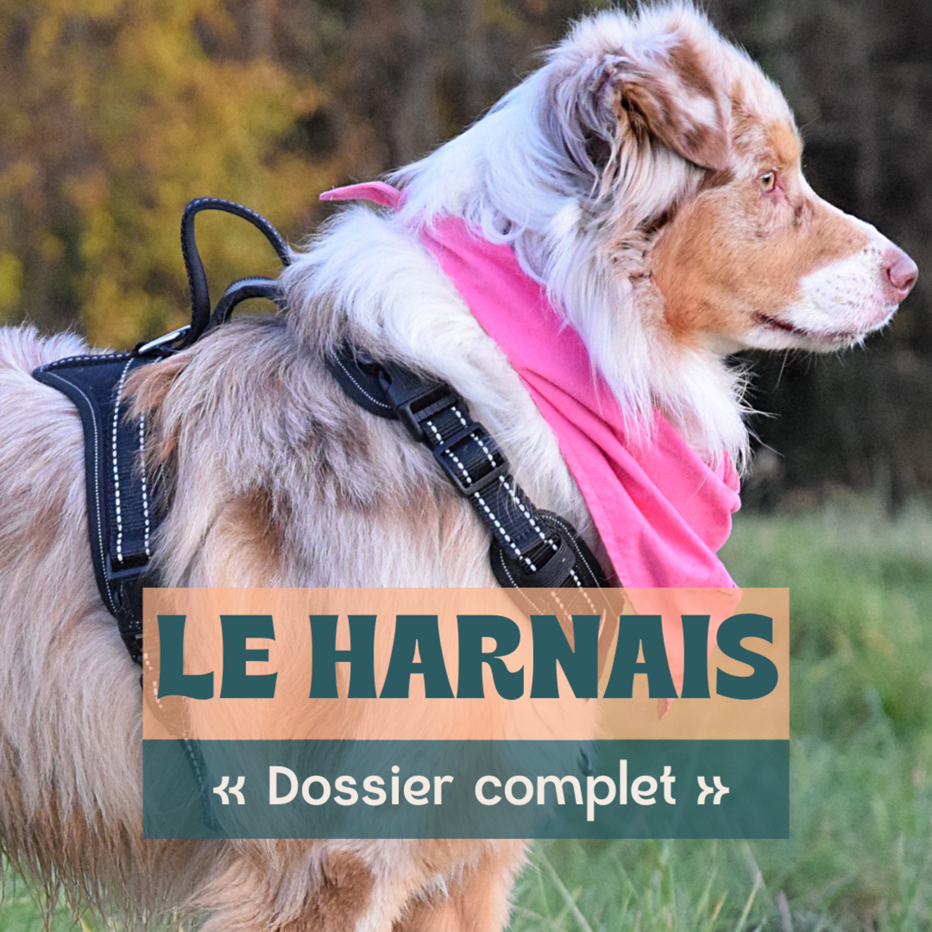 Danse avec ton chien - Méthodes positives et scientifiques