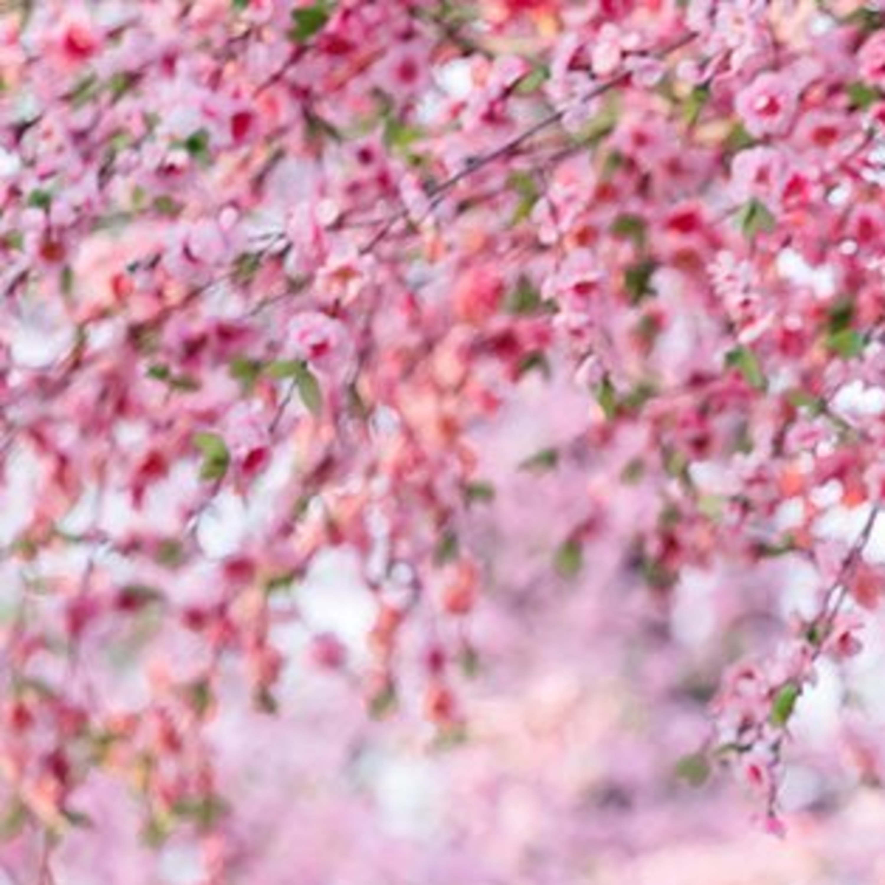 Hanami la fioritura episode artwork