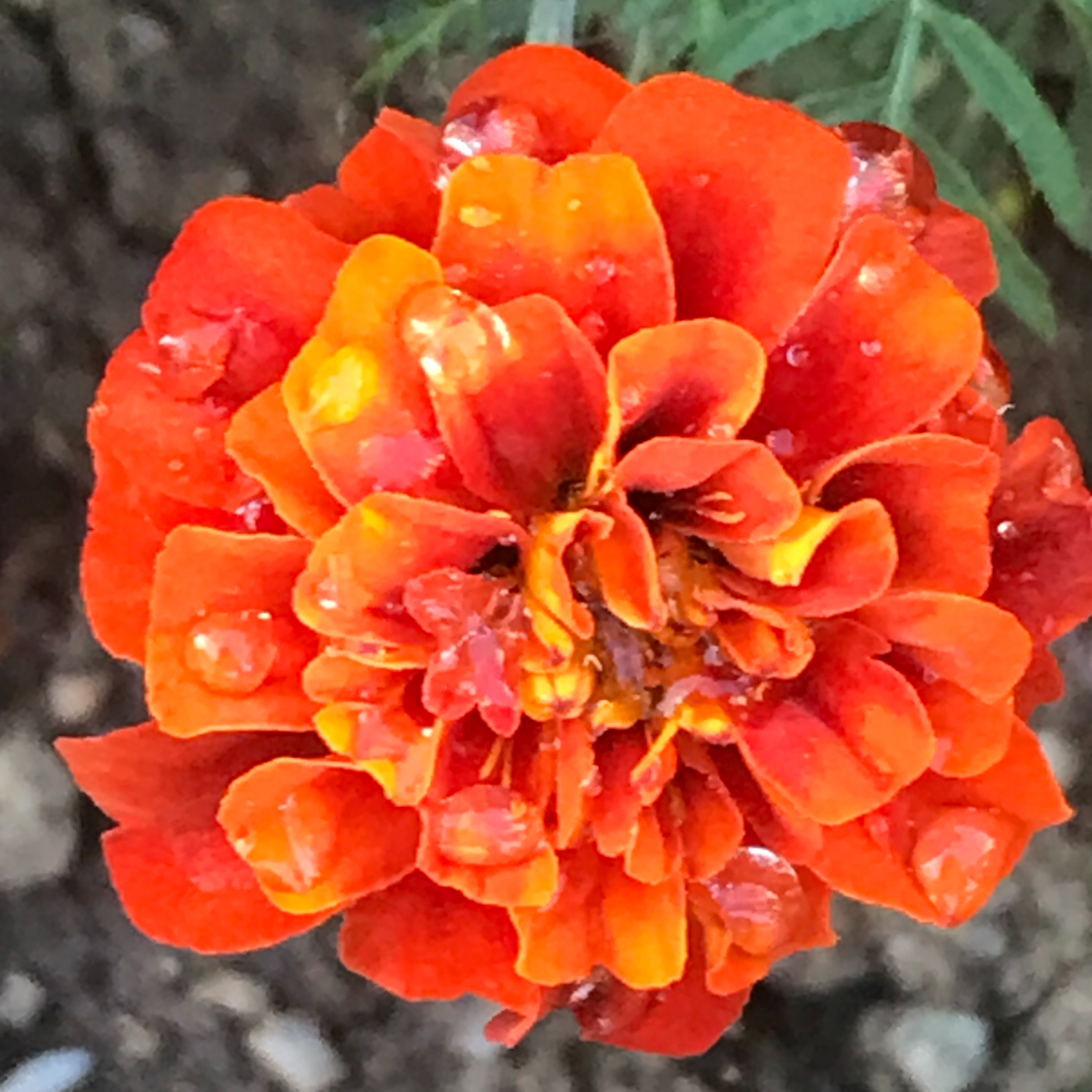 Spanish for Beginners Easy