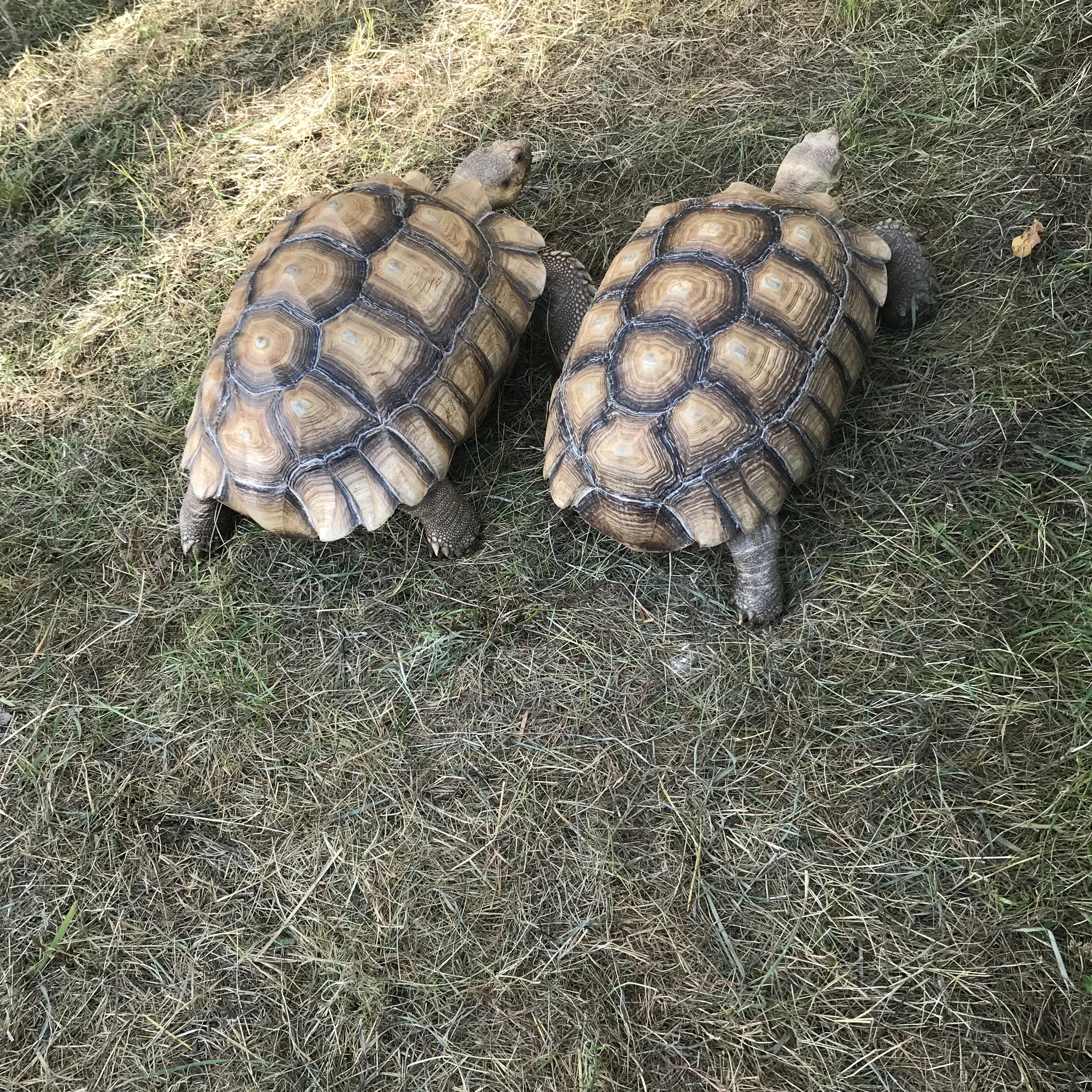 65. Pronouns with Prepositions