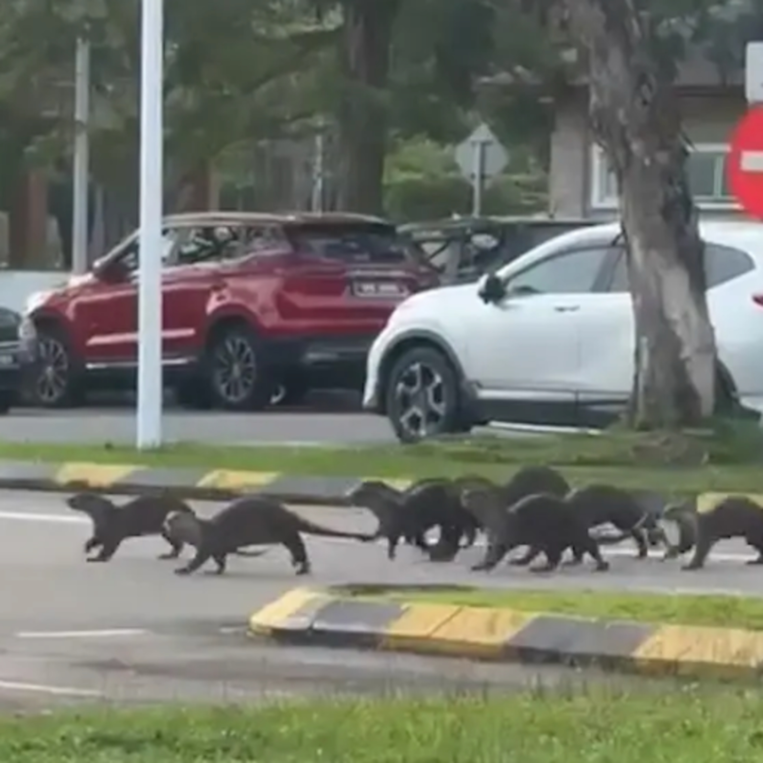 Wisdom on Getting Attack by Otters and Dogs in Asia (and other stuff)