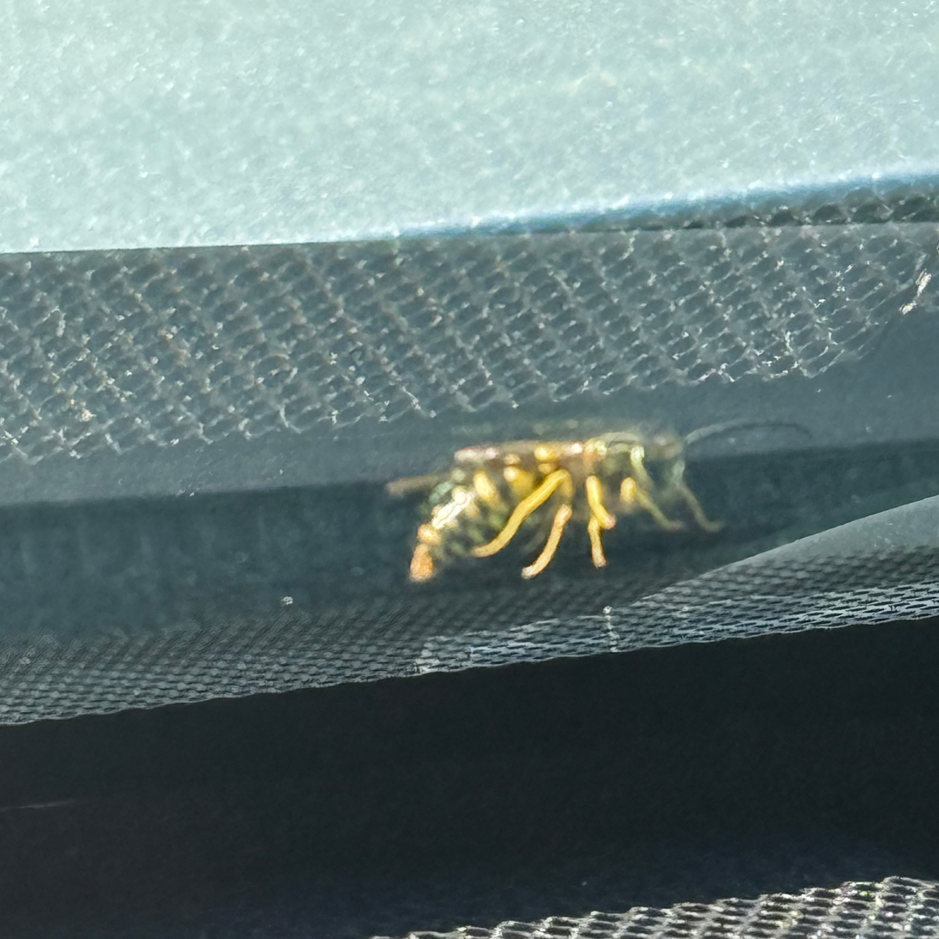 Wisdom on Scientifically Proving Why Pedophilia is Wrong episode artwork