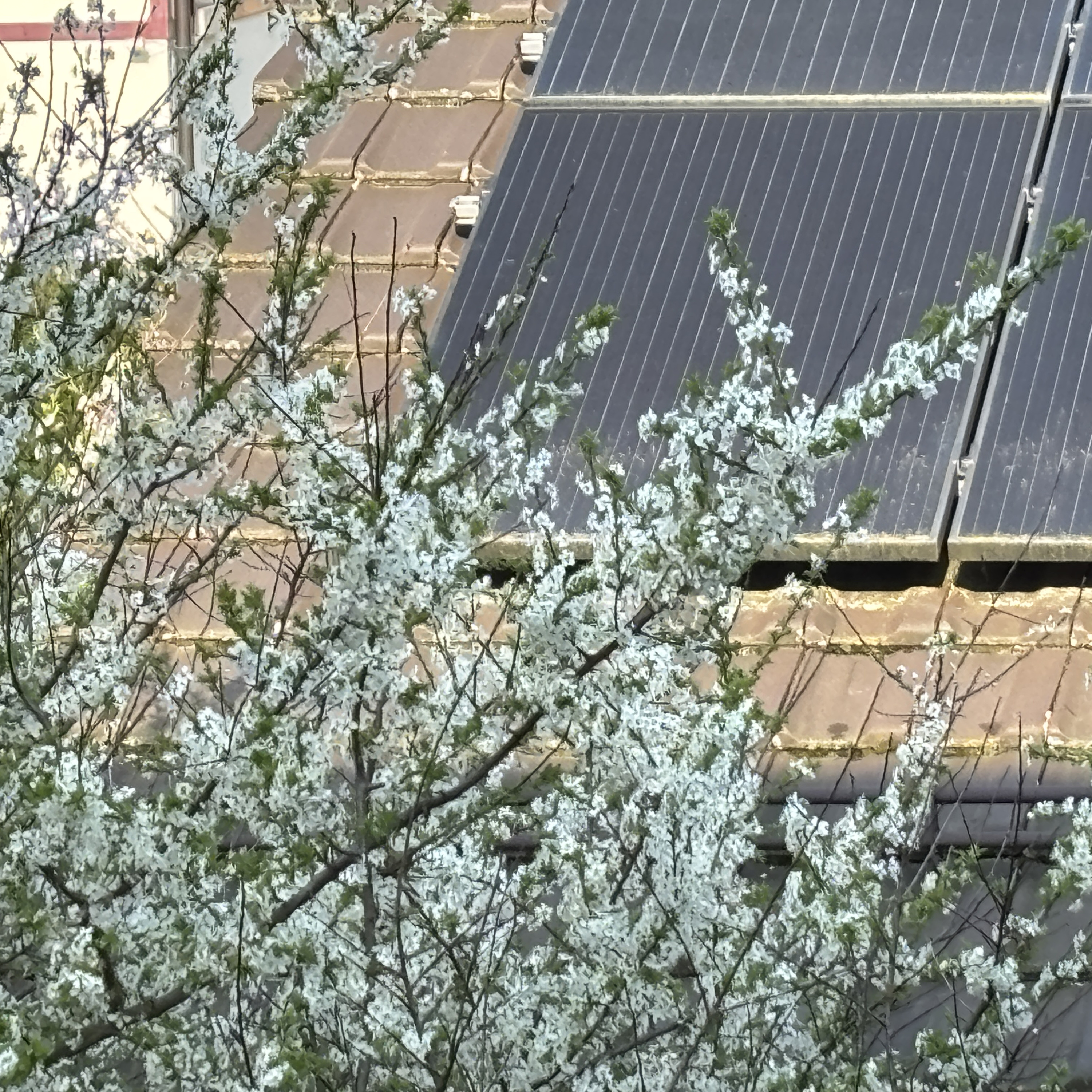 Mon bî salyi (Mon biô forél) – Mon beau printemps