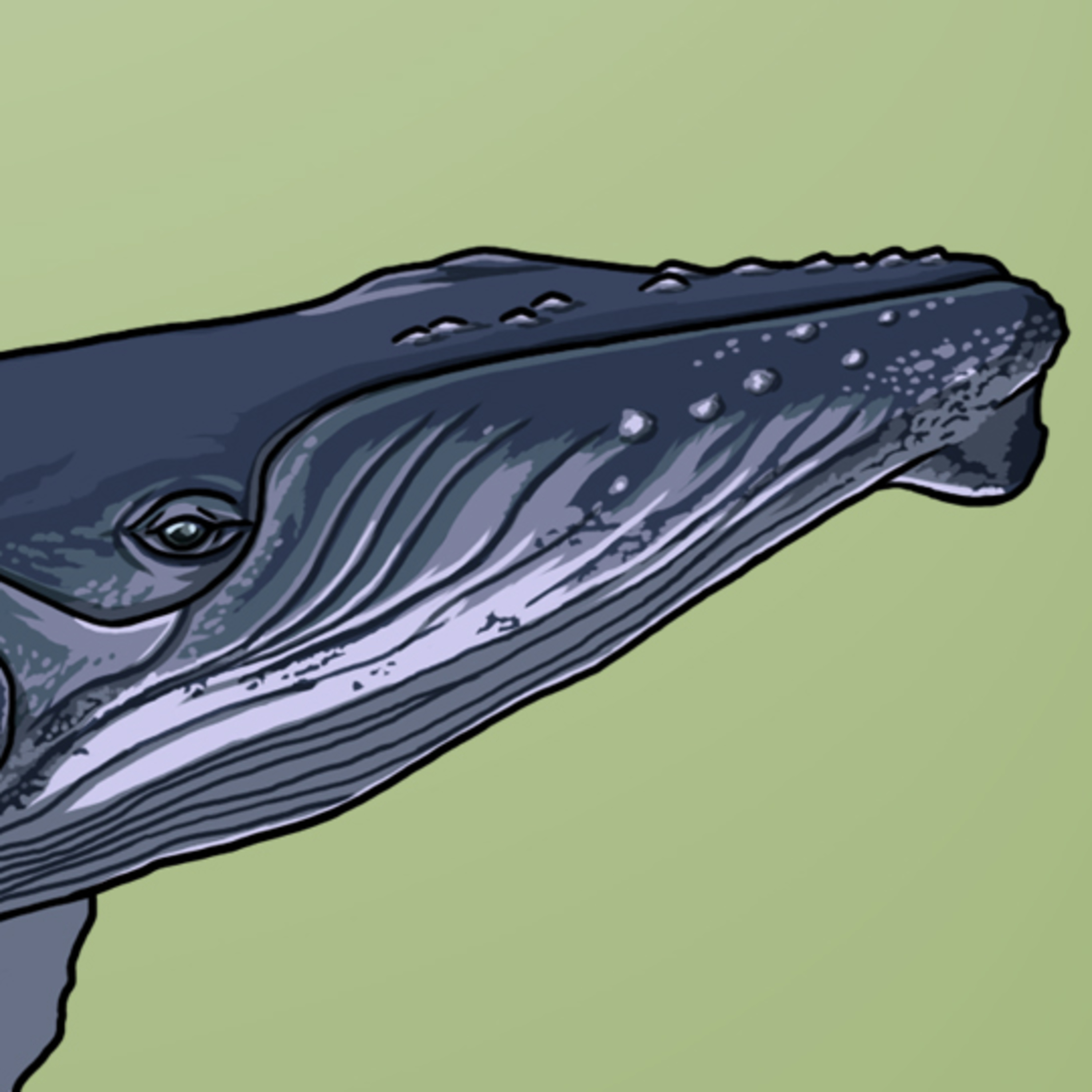A Fine Finned Whale episode artwork