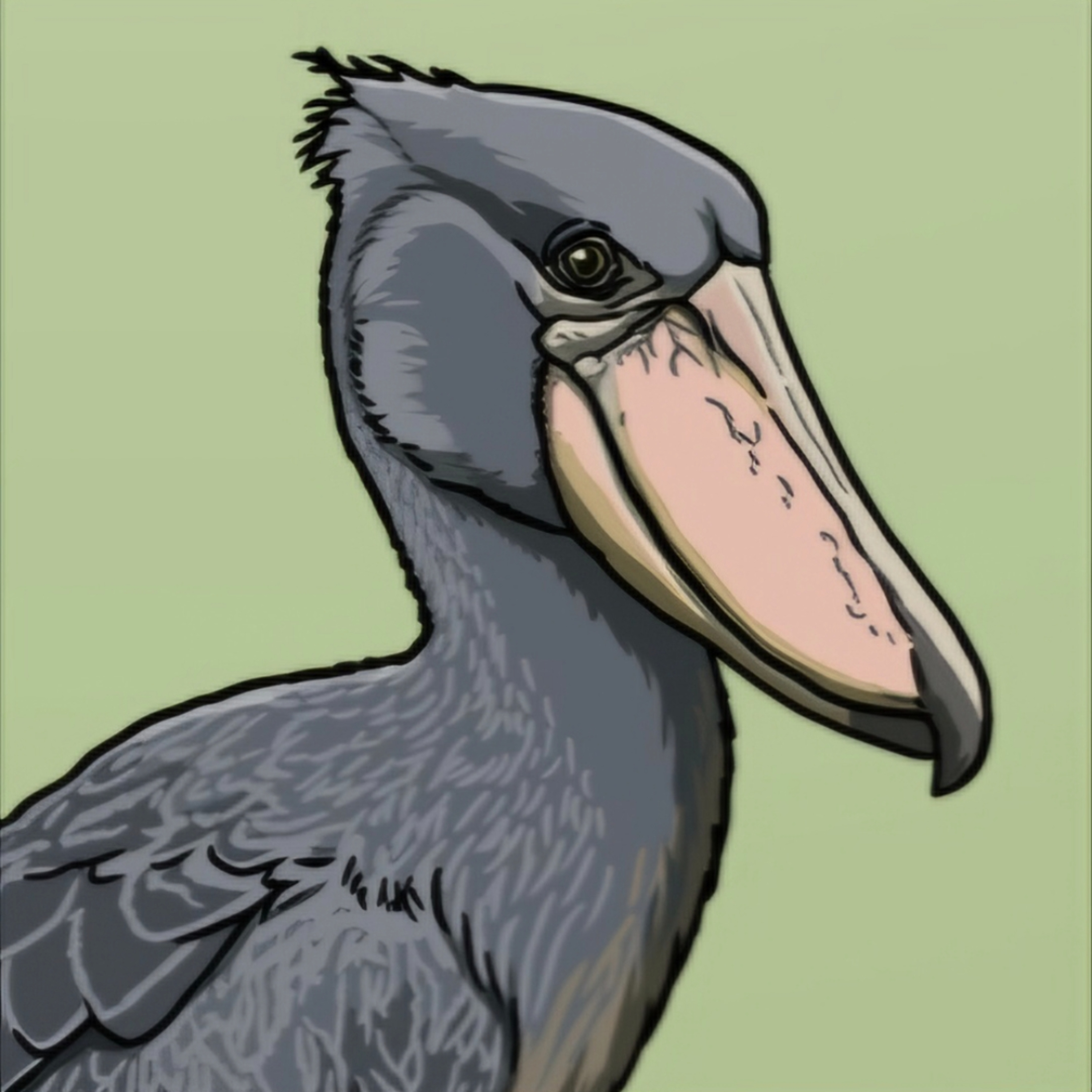 The Natural History Cupboard Podcast