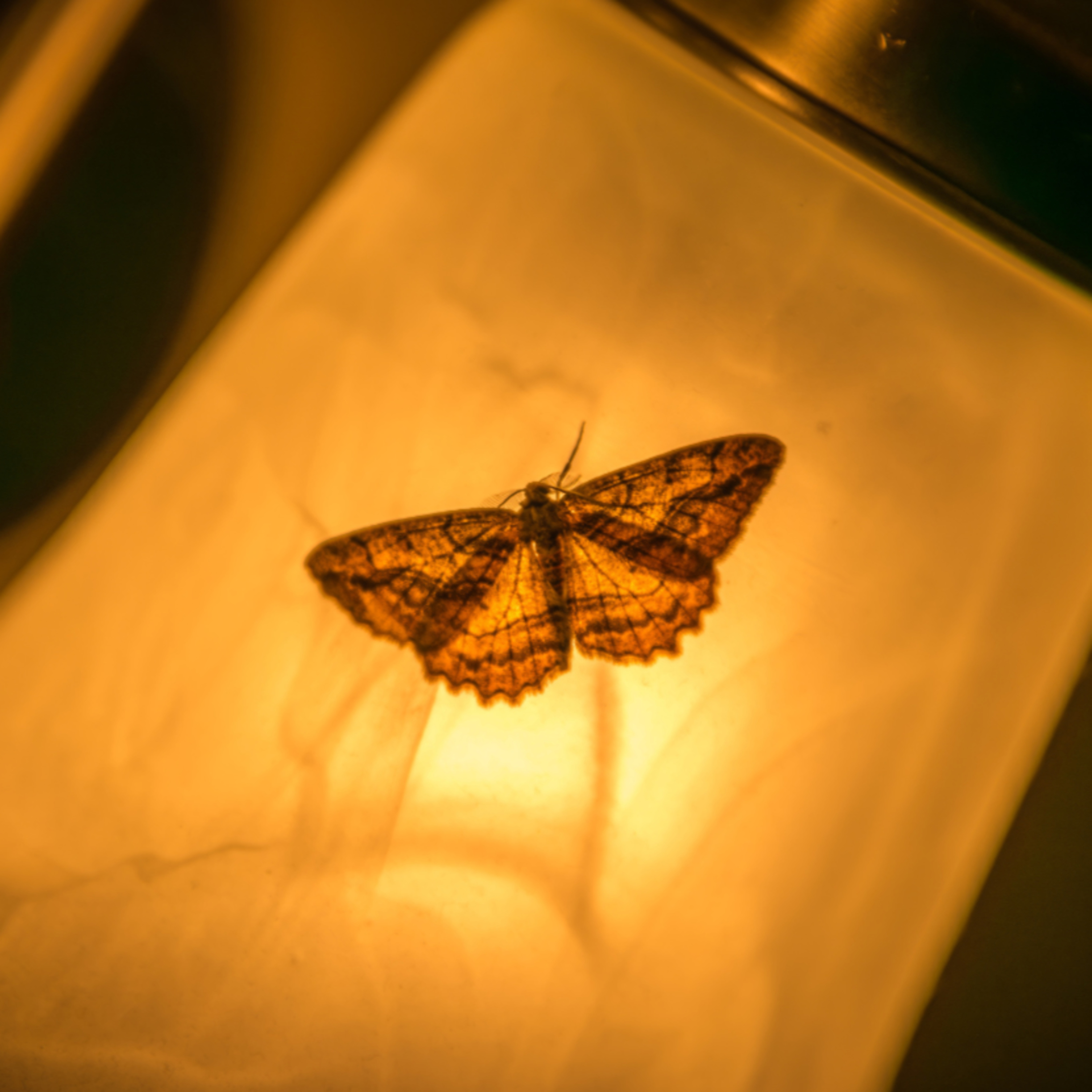 The Search for Meaning in LIfe