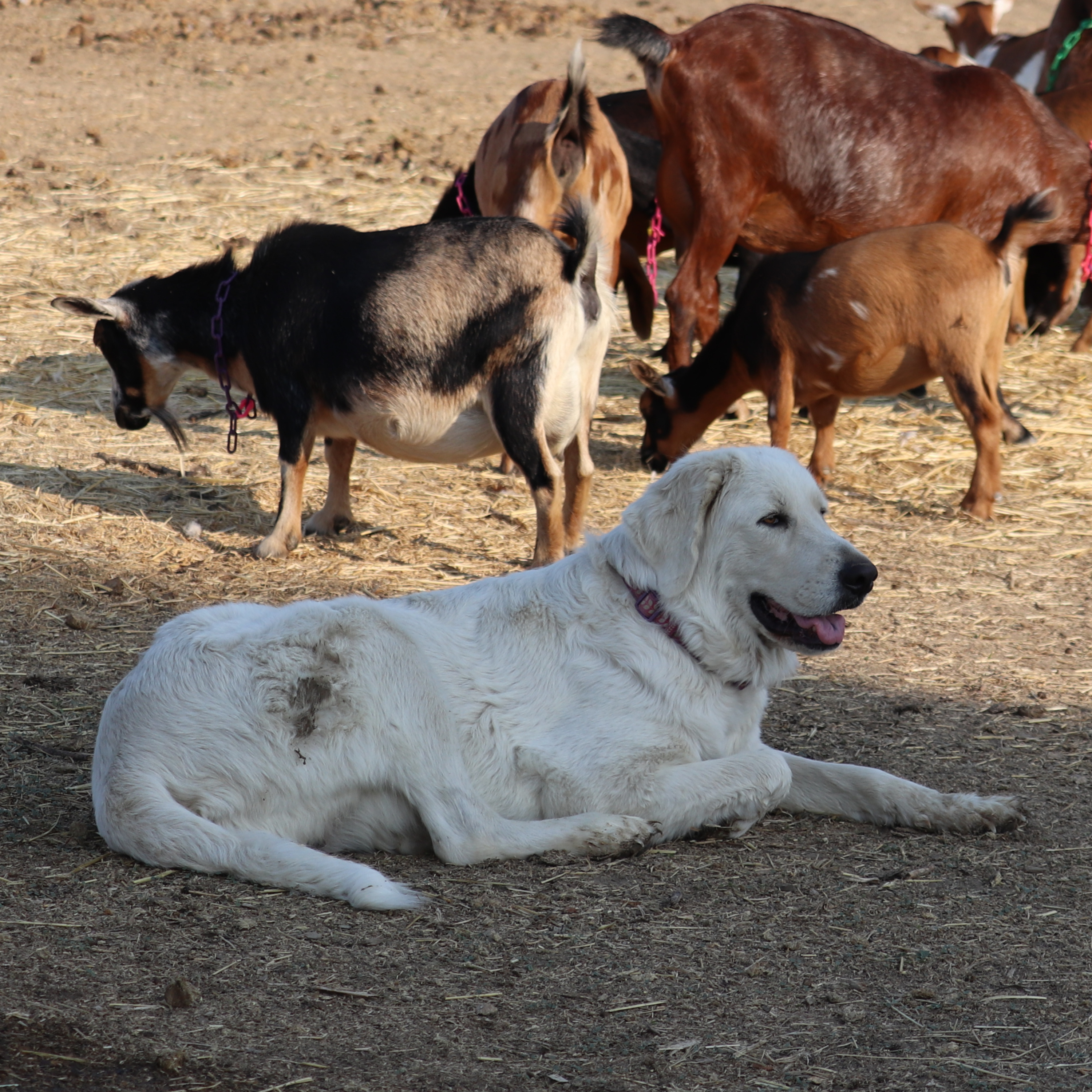 Episode 146: Maremma Sheepdogs - Kimberly Crawmer from Prancing Pony Farm episode artwork
