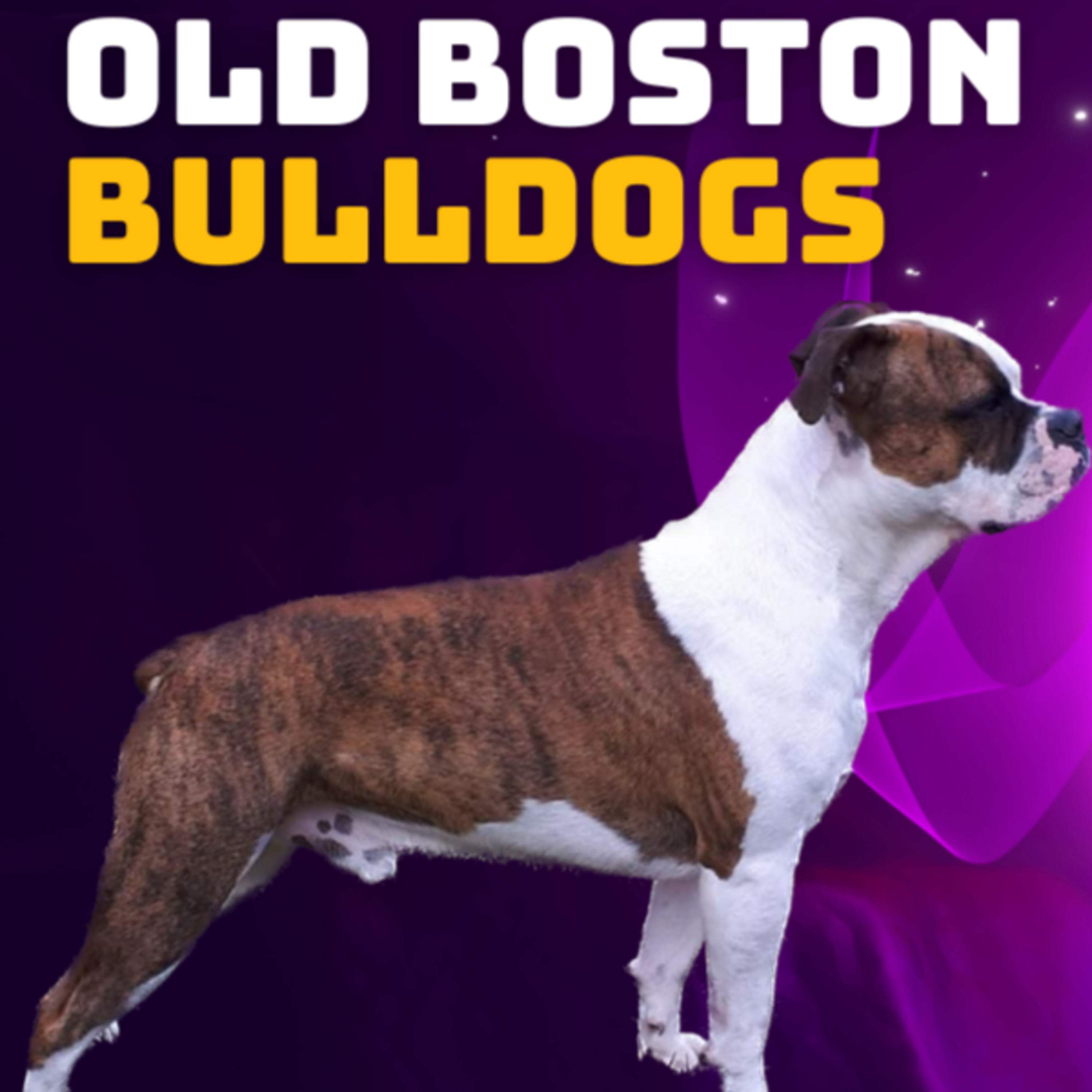 ***Remix*** Episode 13: Olde Boston Bulldogs - Nathaniel Rutan from Rutan’s Working Dogs episode artwork