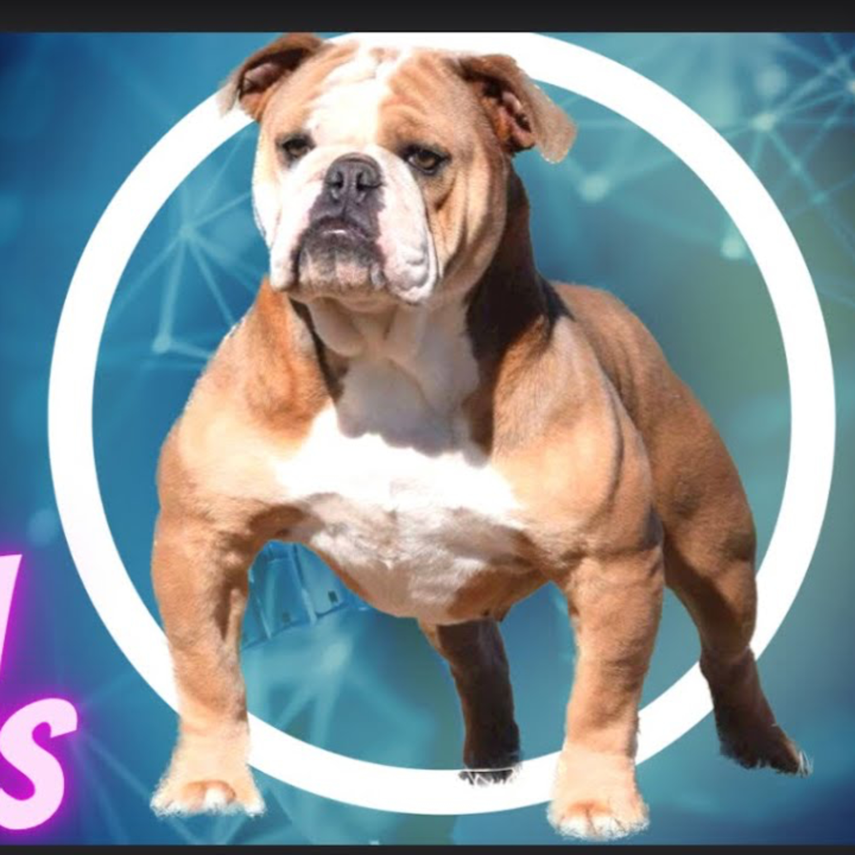 Members Episode 1: Olde English Bulldogs - Brandon Johnson from Bodybuilder Bulldogs episode artwork