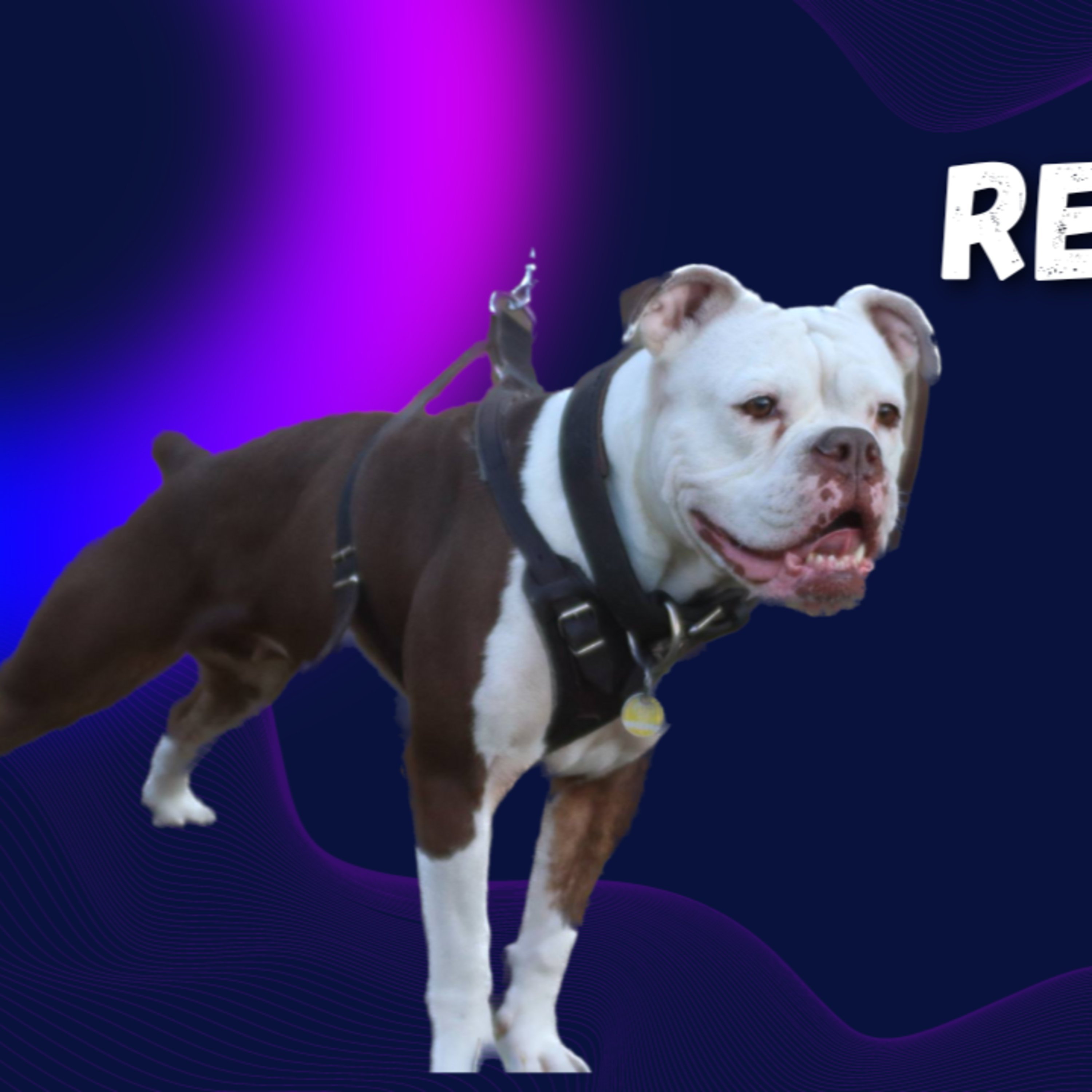 ***Remix*** Episode 21: Working Bulldogs - Moritz von Zeddelmann from Utility Bulldog Kennel episode artwork