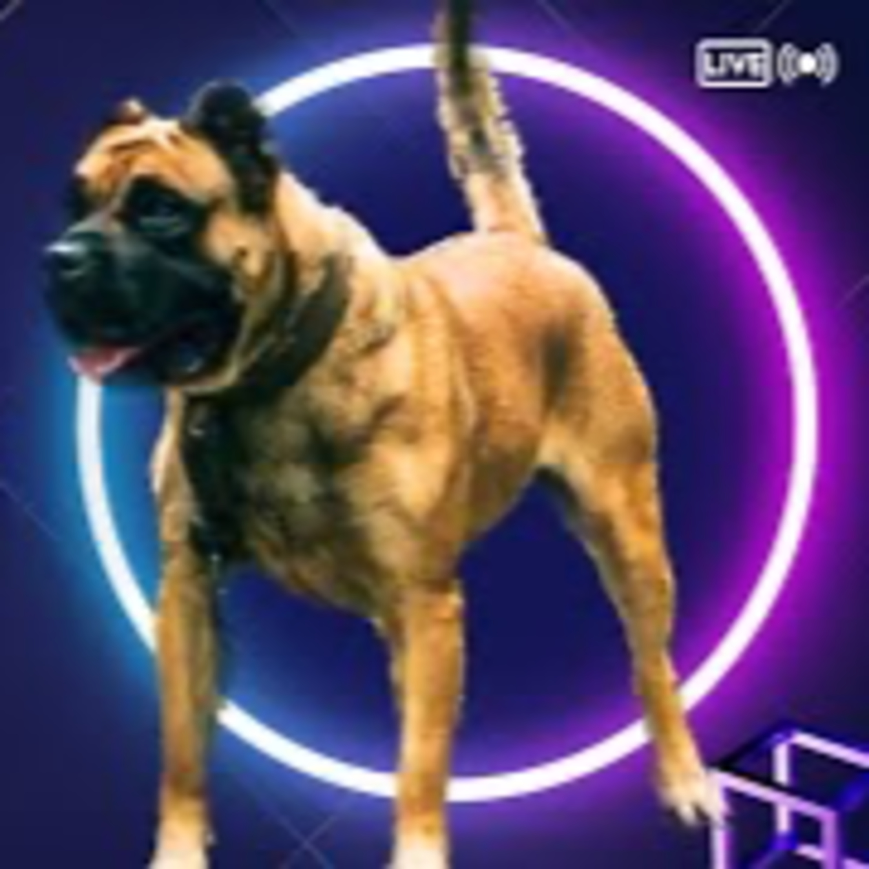 Members Episode 2 - Presa Canario - Michael Morales from De Los Morales episode artwork