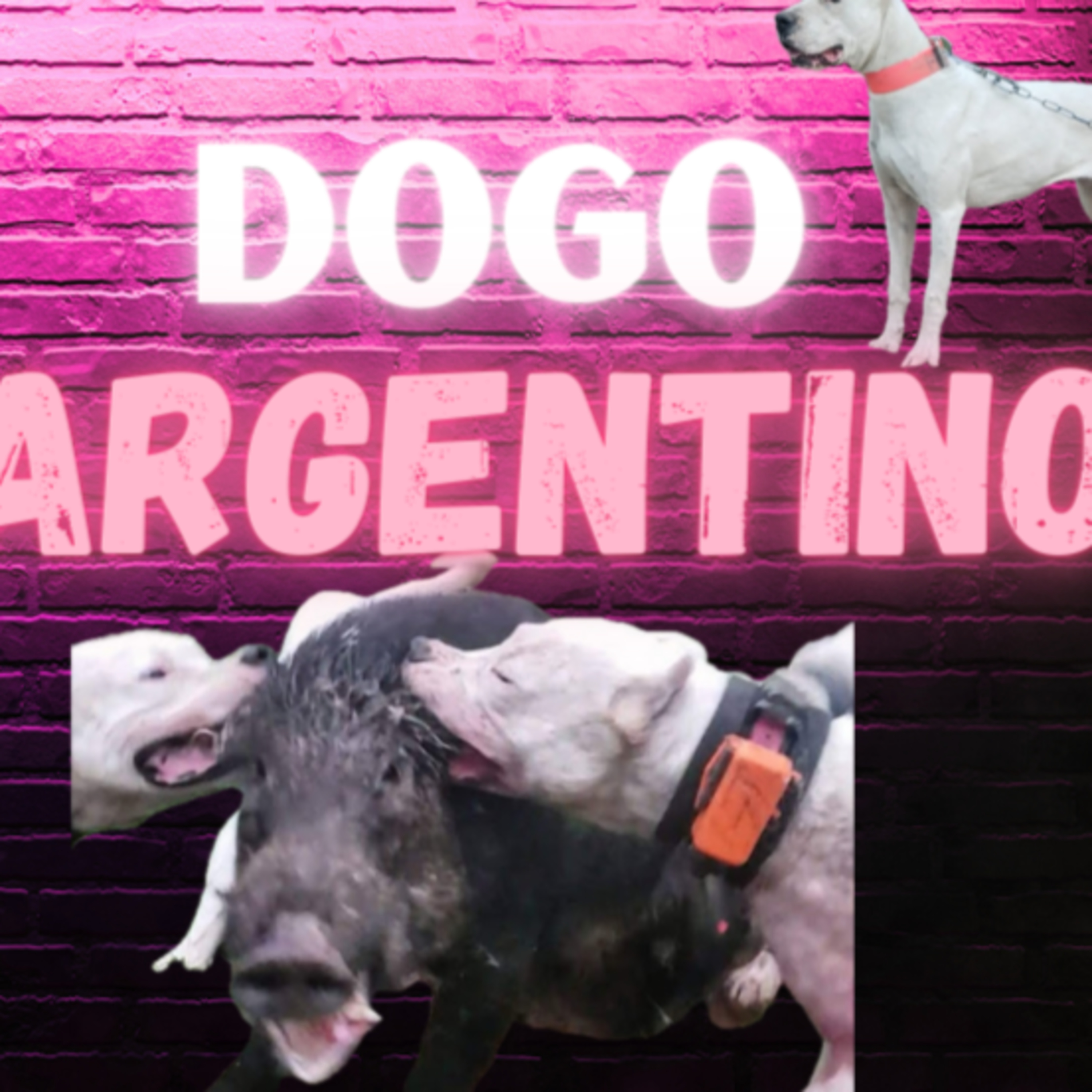 Members Episode 3: Dogo Argentino - Andrew & Ashley Brietzke from Deguello Dogos