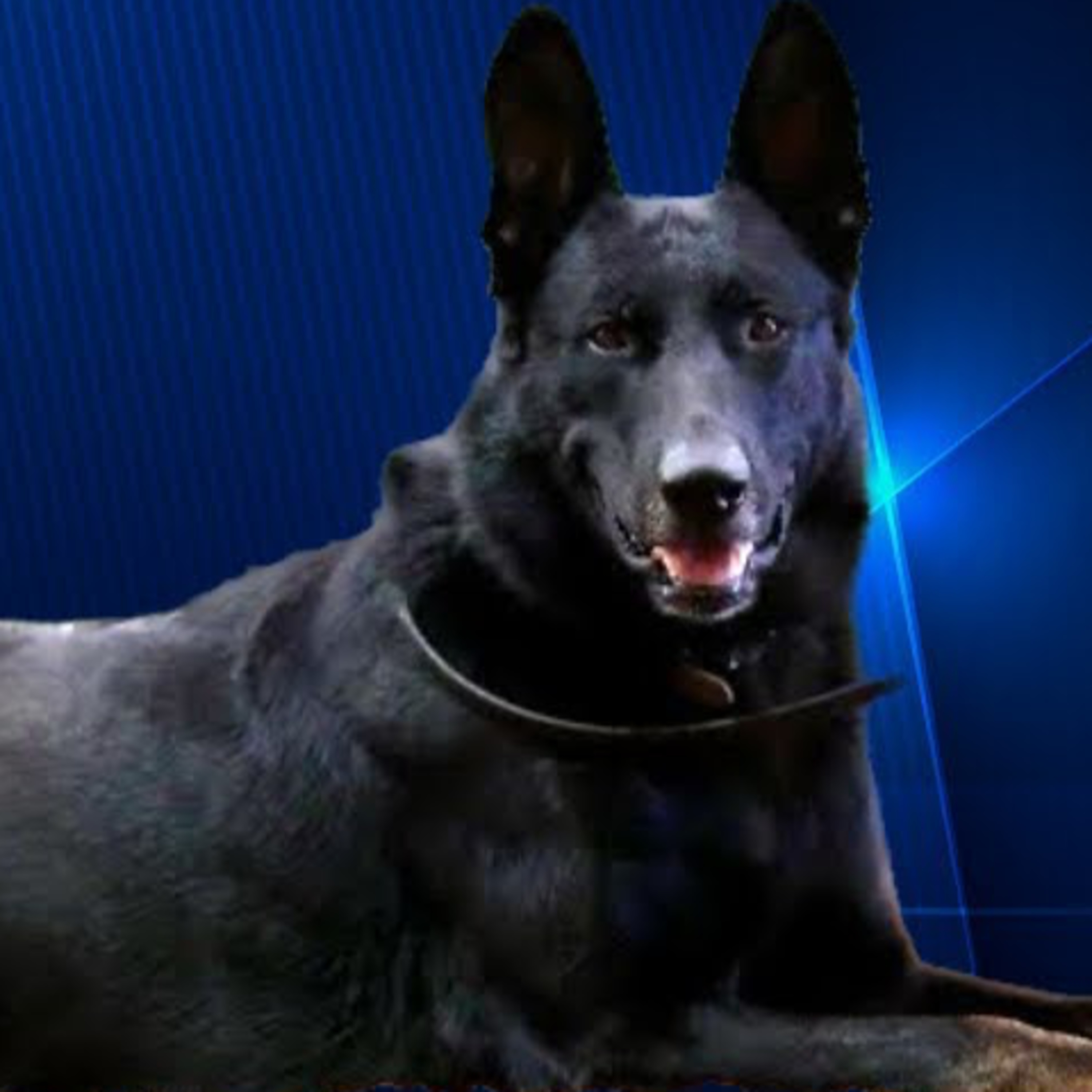 ***Repeat*** Episode 33: Western Shepherd - Butch Cappel - Cappel Canine - K9 Pro Sport episode artwork