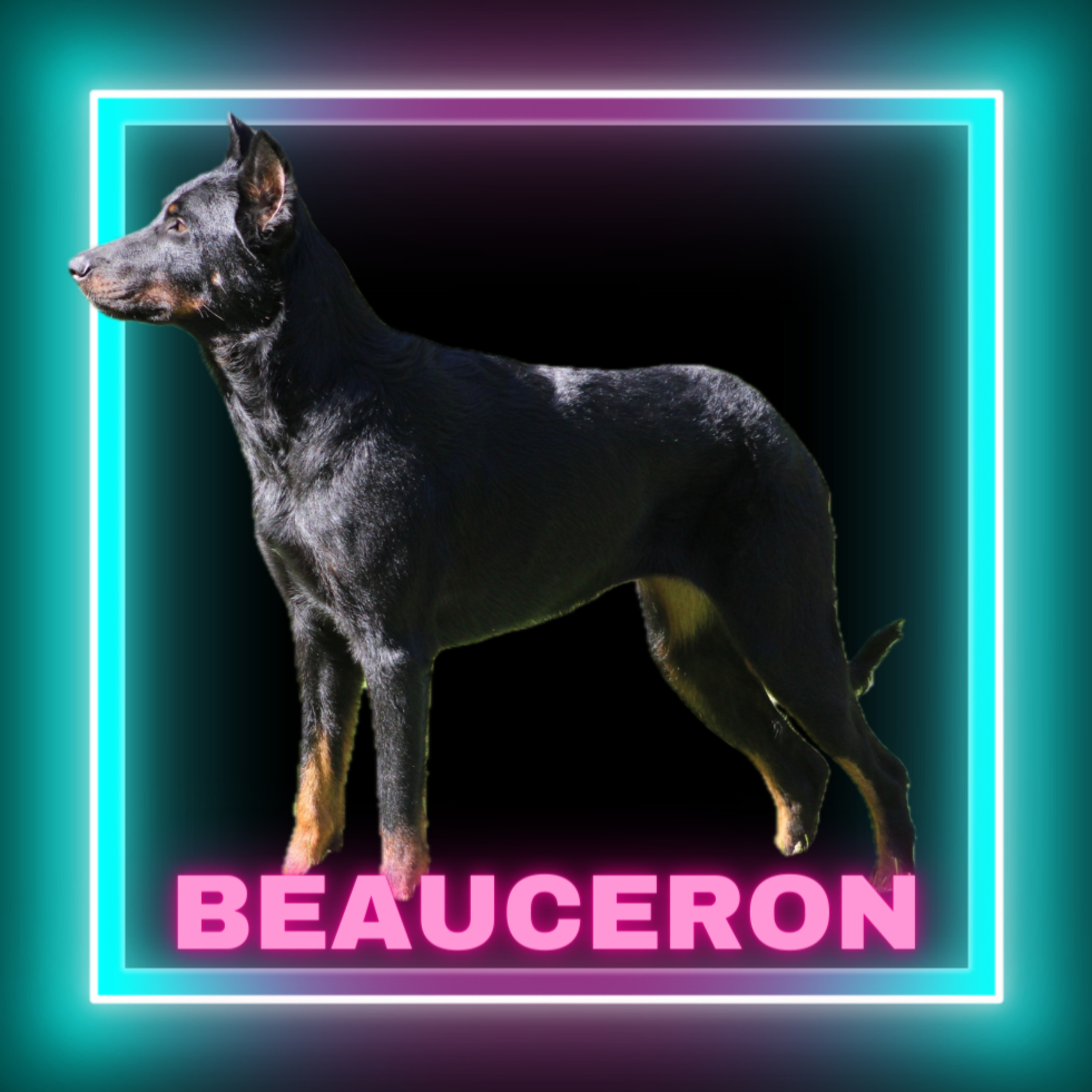 ***Repeat*** Episode 35: Beauceron - Kara Staroski