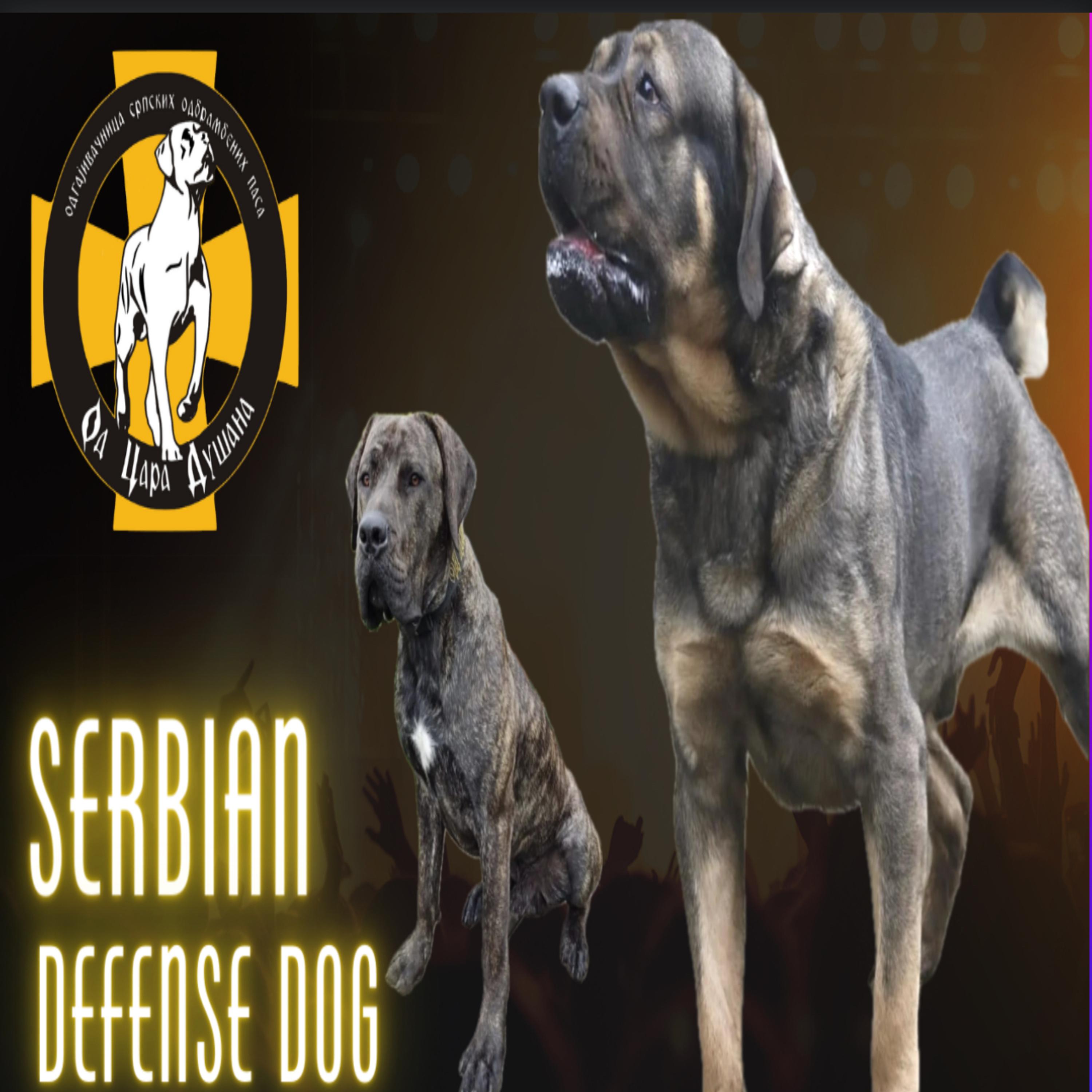 ***Repeat*** Episode 34: Serbian Defense Dog - Stefan Sop Dusan episode artwork