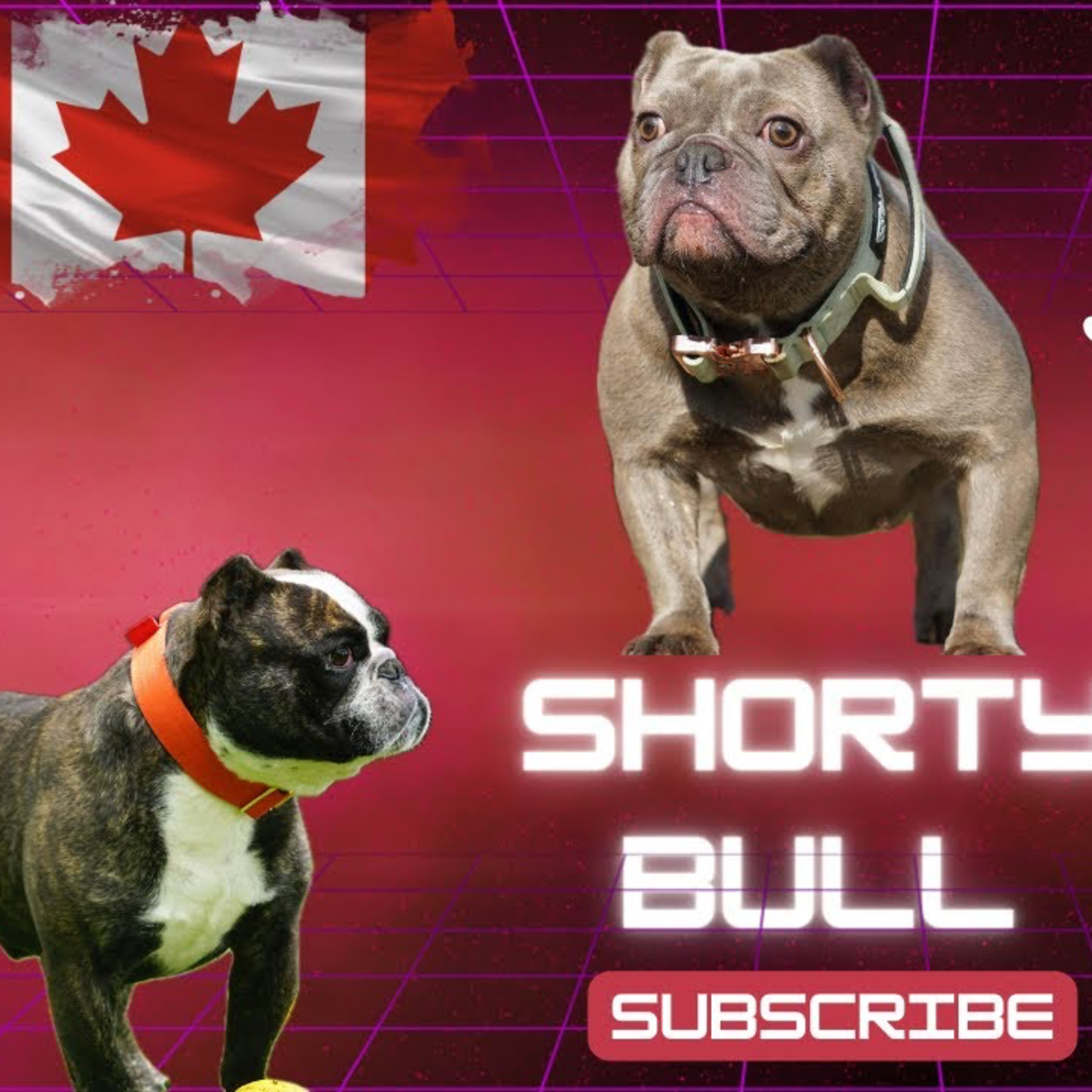Shorty Bulls - Jennifer Smith-Beaudoin from Northern Force Bullies