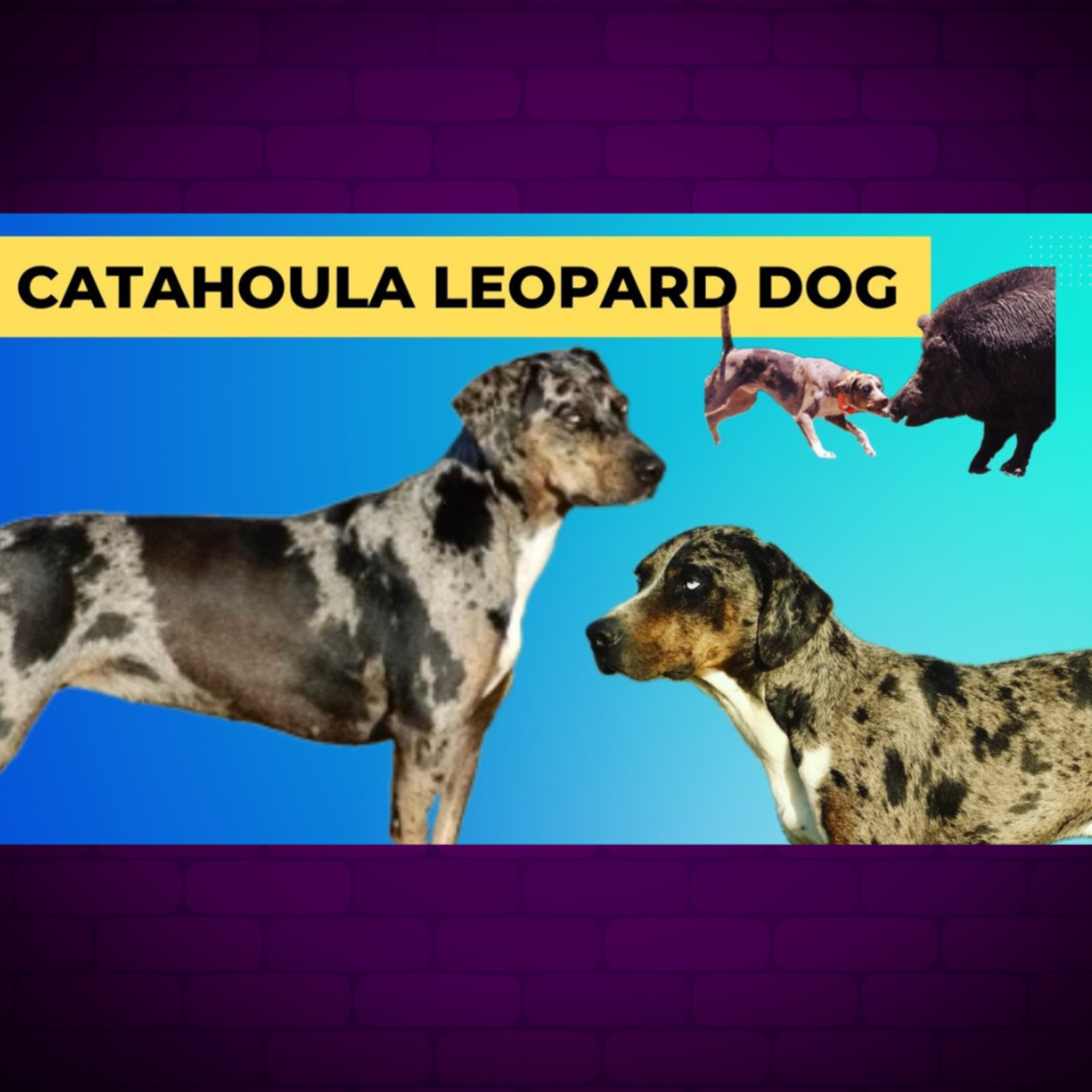 Catahoula Leopard Dogs - Shelly Green from Hidden Creek Catahoulas episode artwork