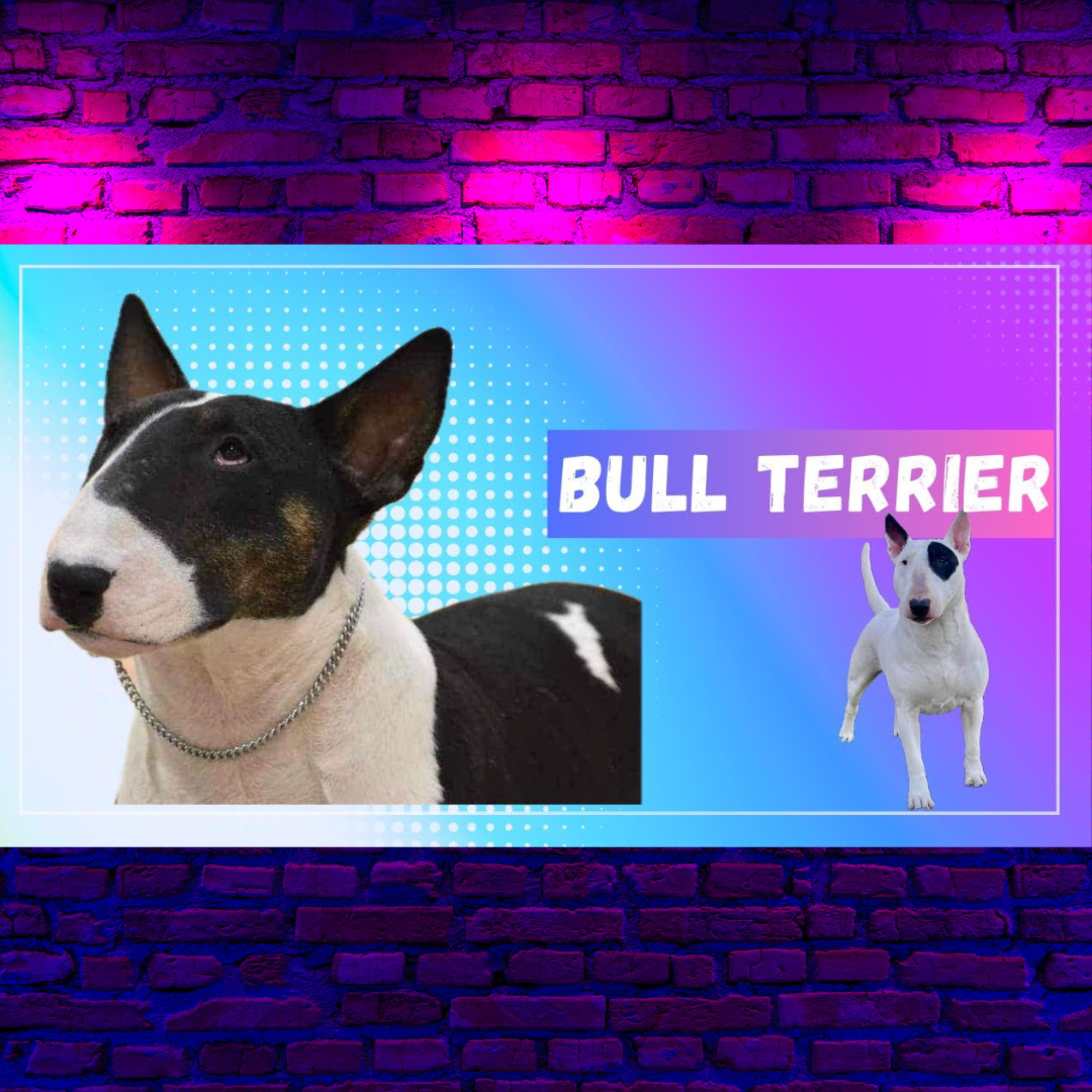 Bull Terriers - Miranda Carter from Bulls on Parade