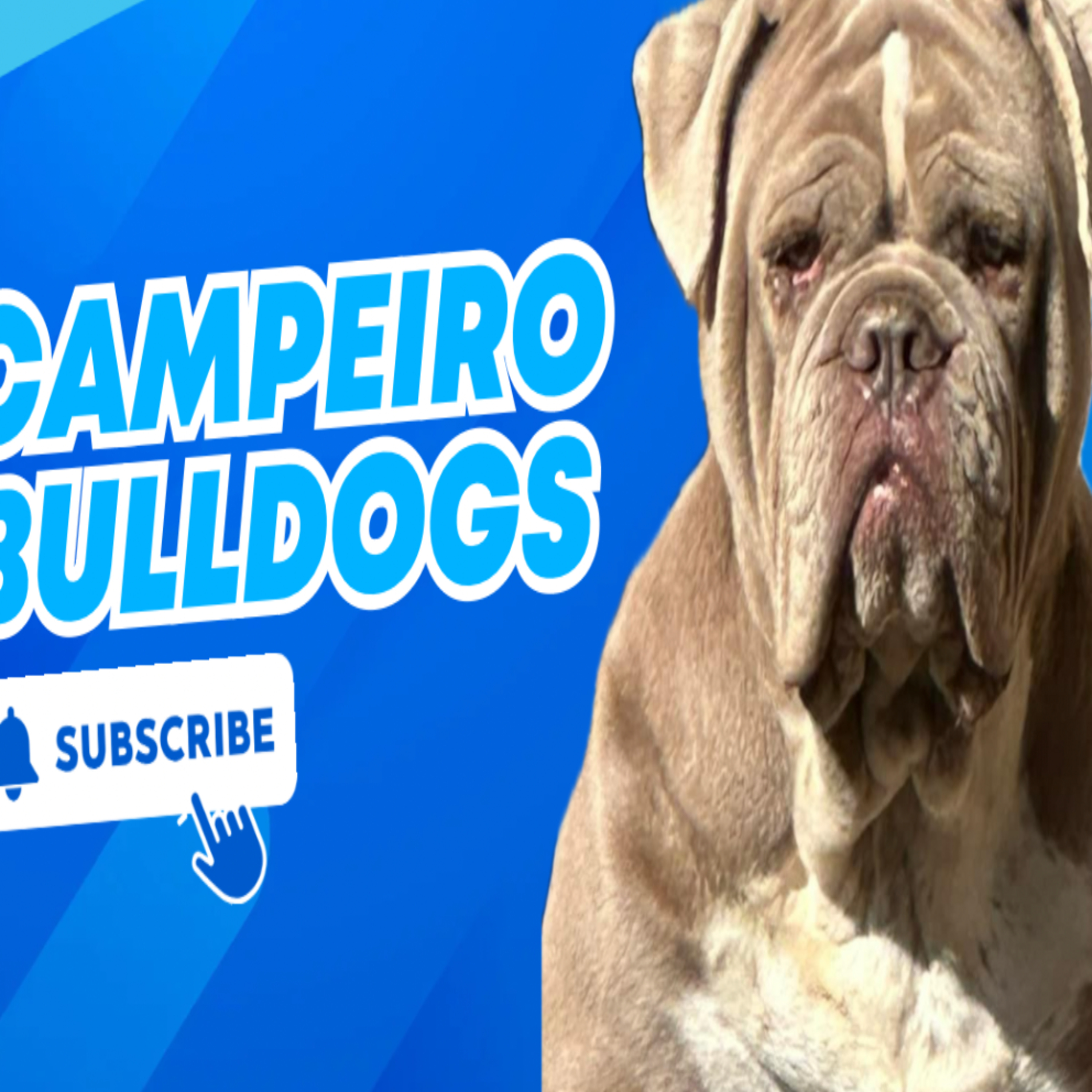 Campeiro Bulldogs - Amy Higdon from Sun City Campeiro Bulldogs episode artwork