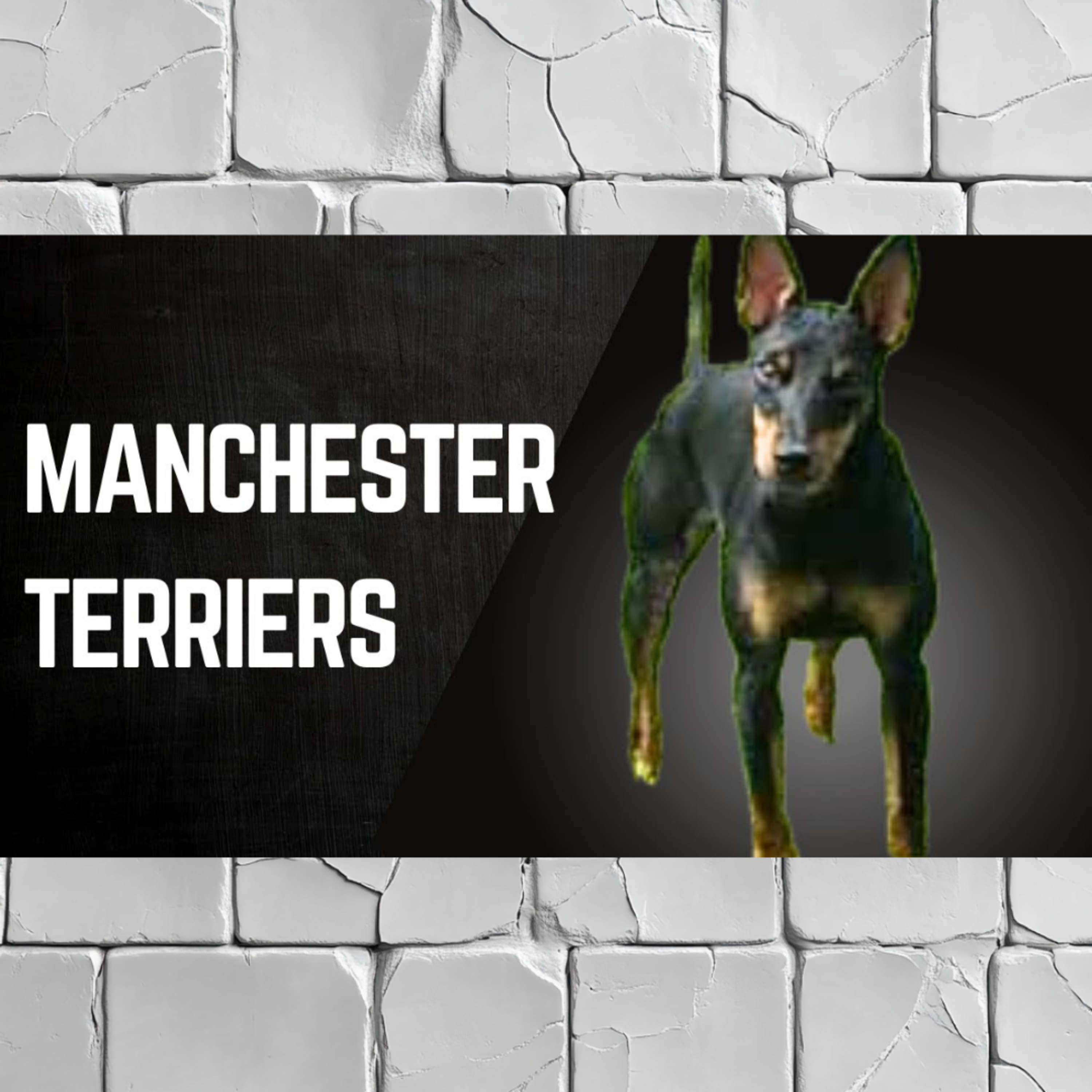 Manchester Terriers - Rachel McClister from Earendil Manchester Terriers episode artwork