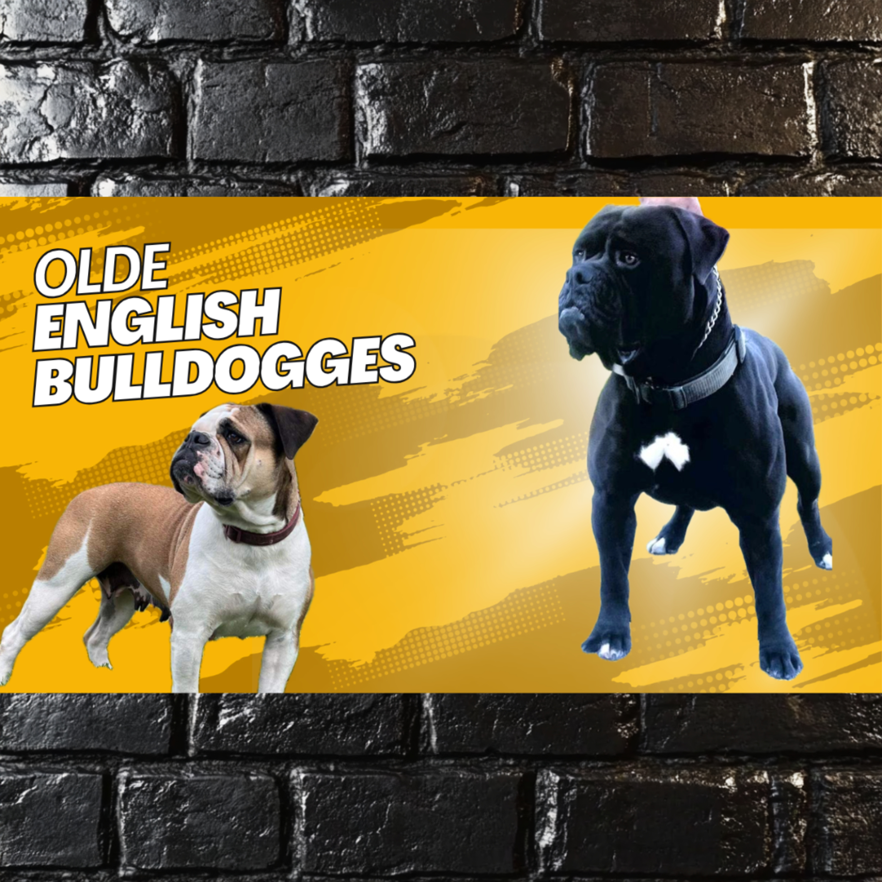 Olde English Bulldogges - Gerson and Tara of Kelley's Bulldogges episode artwork