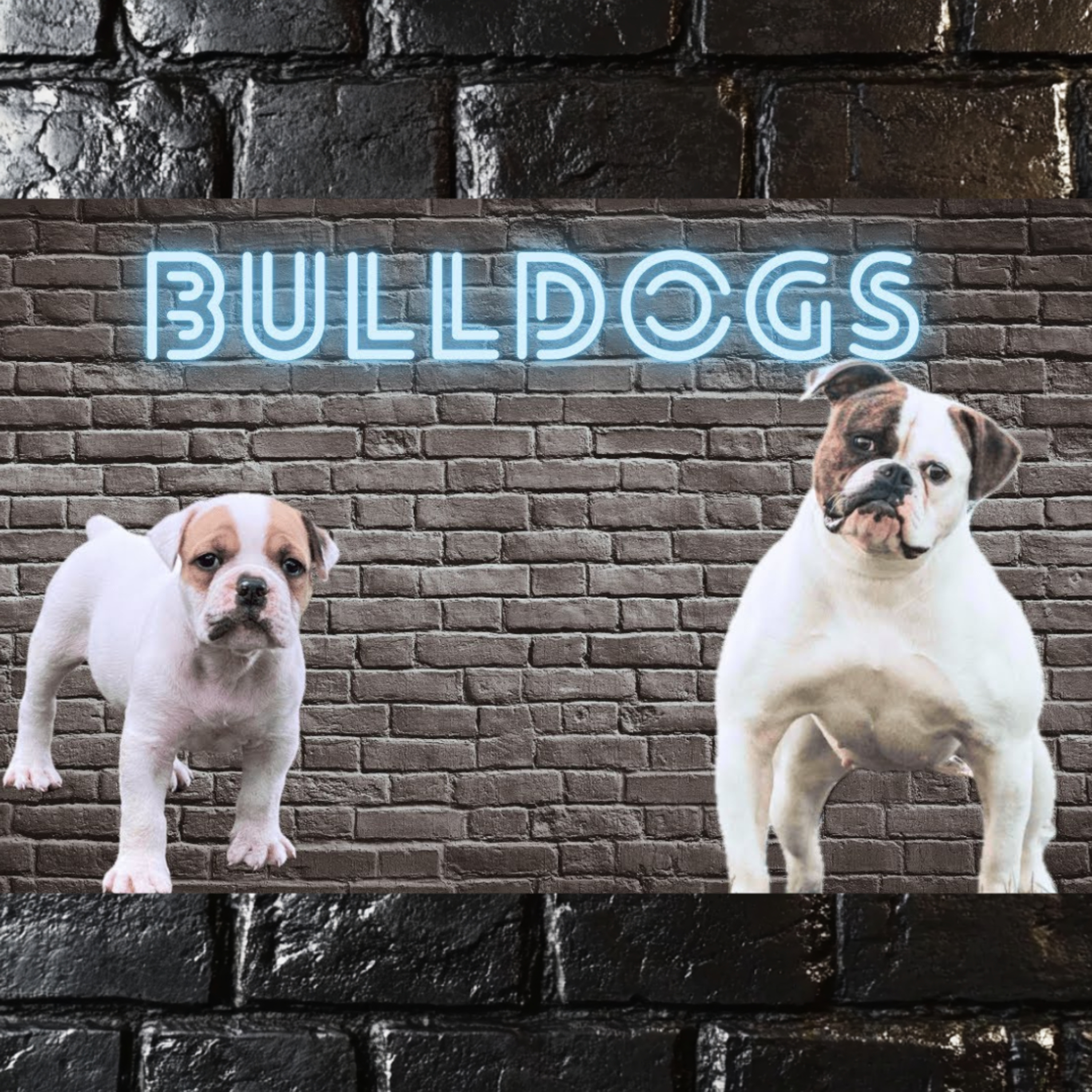 Bulldogs - Earnest Bowen from Great Hall Kennels (African Bulldogs) episode artwork