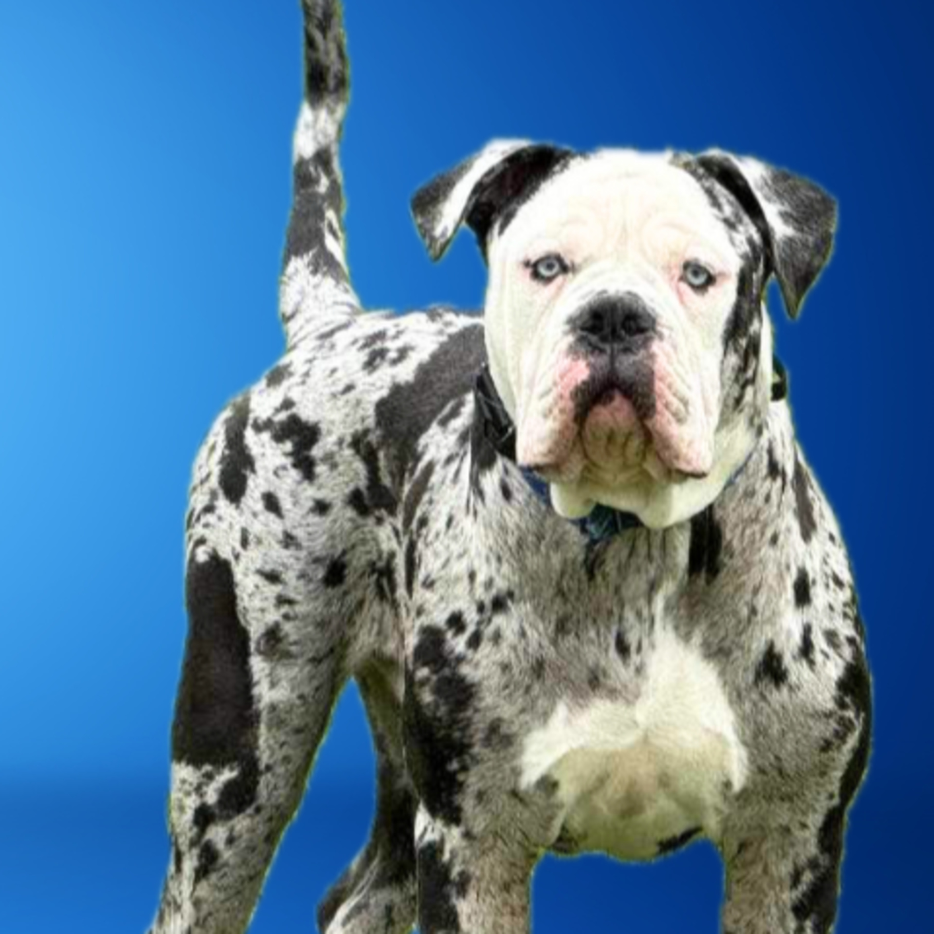 Alapaha Blue Blood Bulldog - Anna Mcnamara Kropp from Eclipse Kennel episode artwork